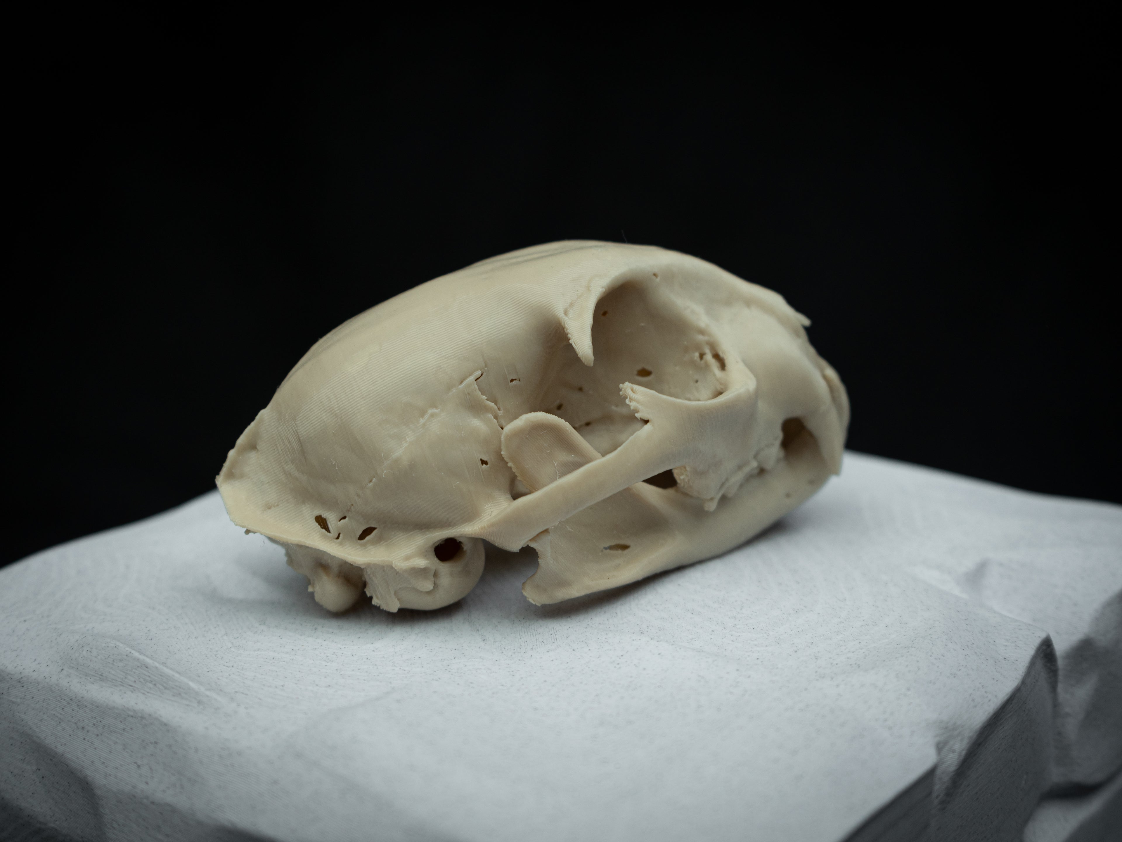 Life Size Bobcat Skull Replica – Realistic 3D Printed Bone Model Display