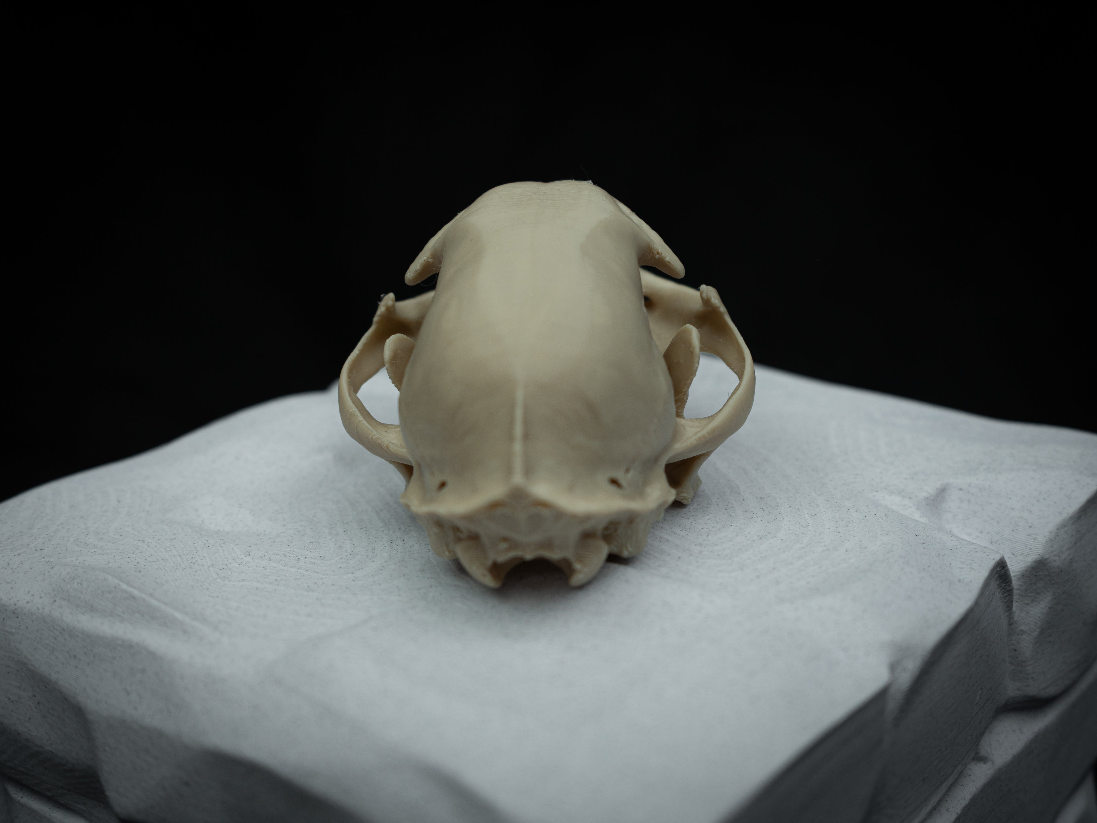 Life Size Bobcat Skull Replica – Realistic 3D Printed Bone Model Display