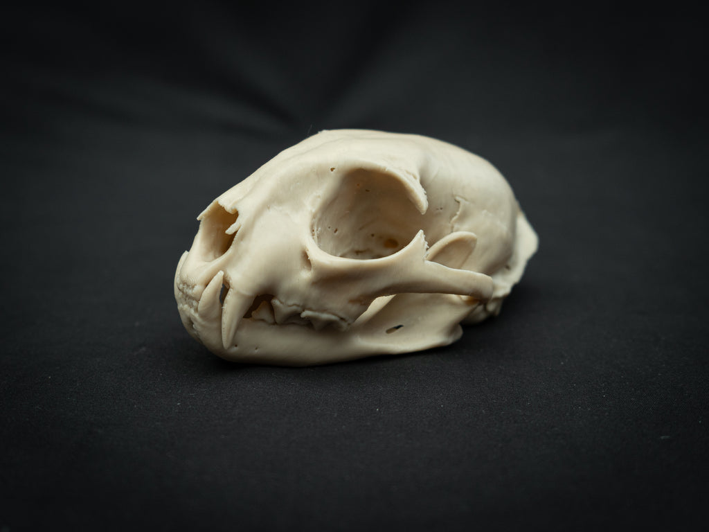 Life Size Bobcat Skull Replica – Realistic 3D Printed Bone Model Display