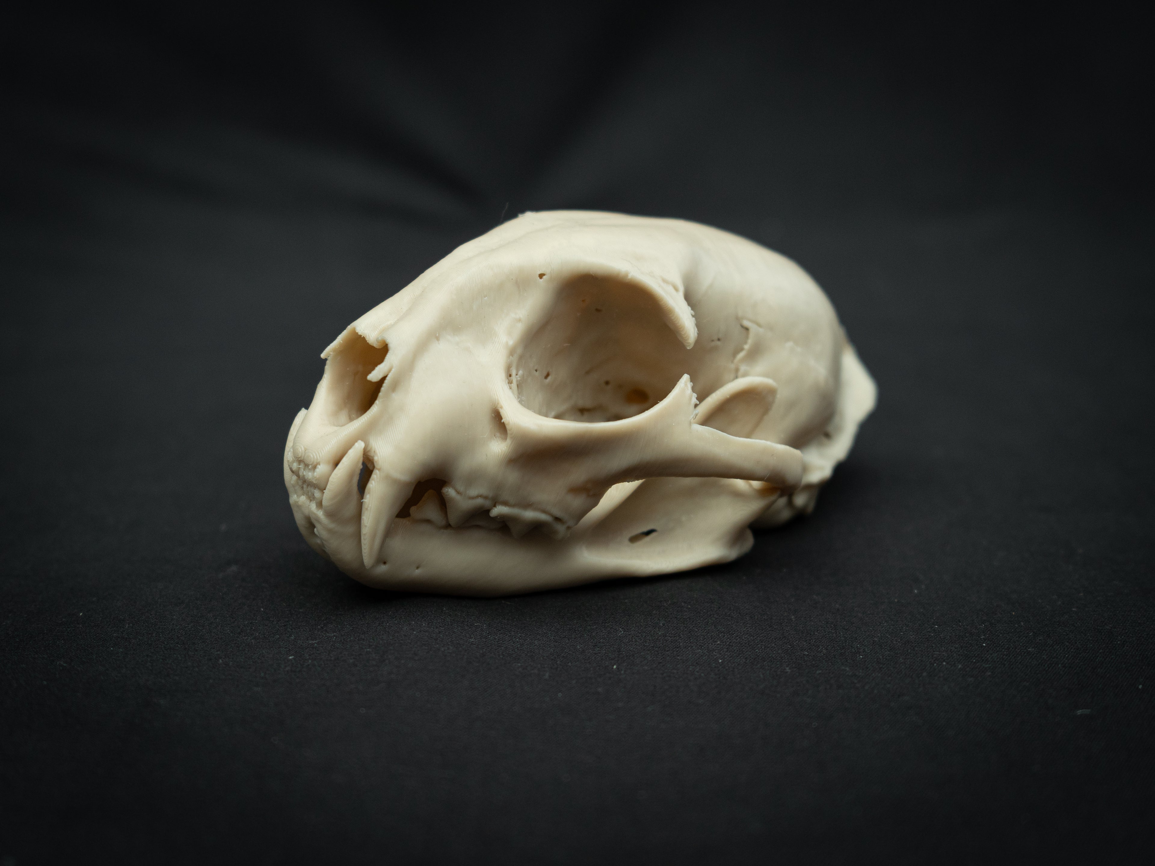 Life Size Bobcat Skull Replica – Realistic 3D Printed Bone Model Display