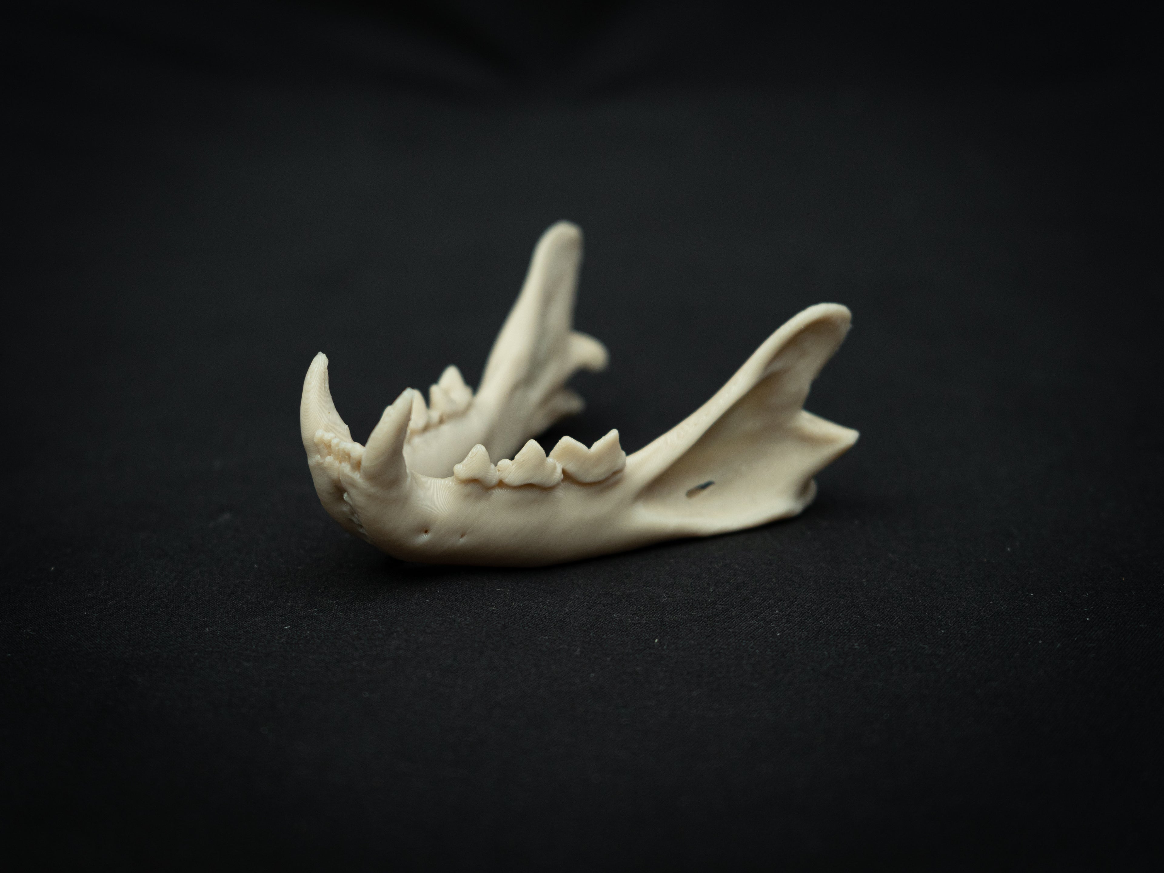 Life Size Bobcat Skull Replica – Realistic 3D Printed Bone Model Display