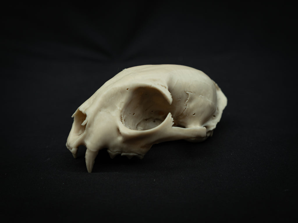 Life Size Bobcat Skull Replica – Realistic 3D Printed Bone Model Display