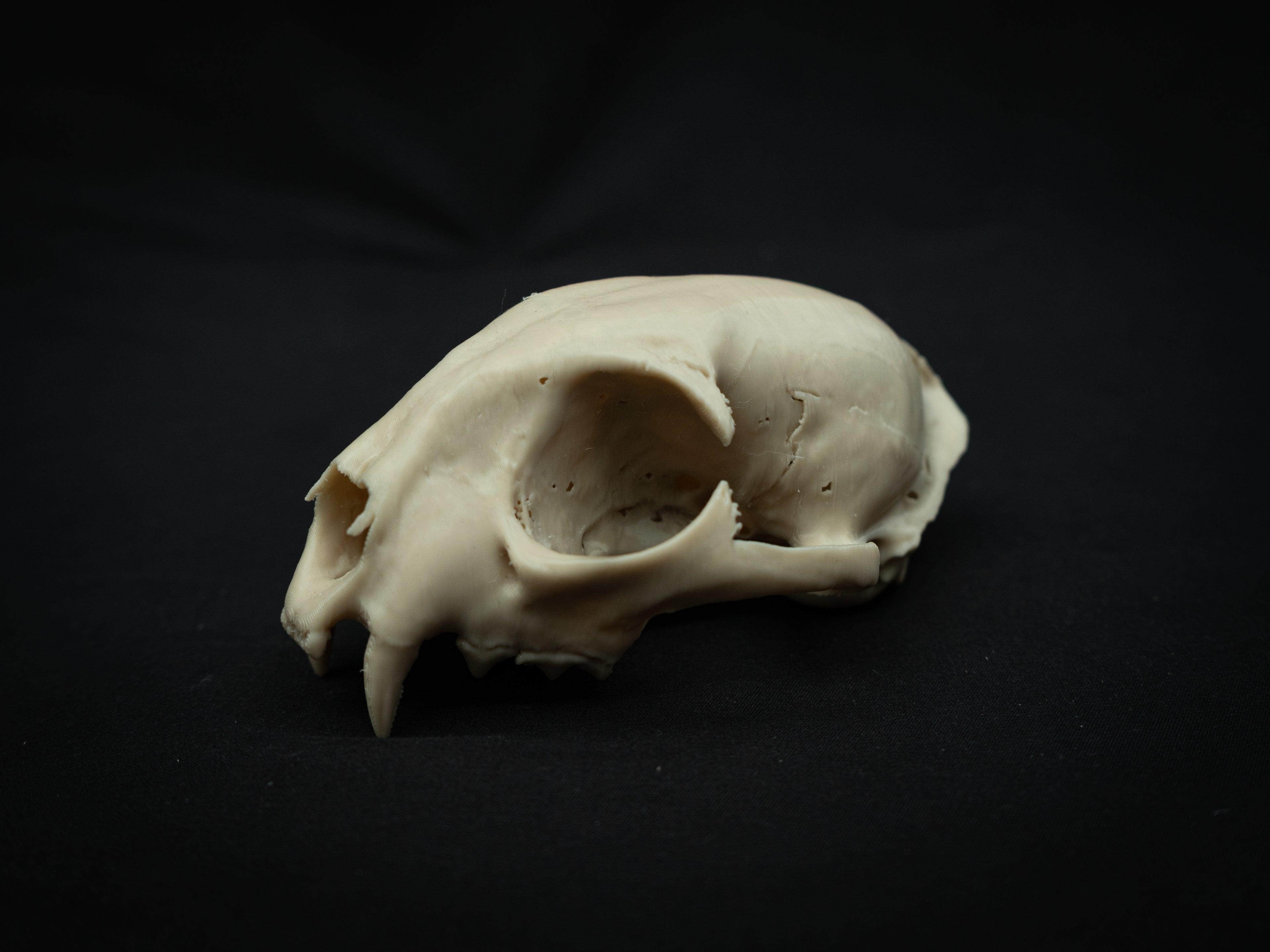 Life Size Bobcat Skull Replica – Realistic 3D Printed Bone Model Display