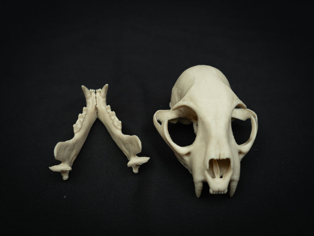 Life Size Bobcat Skull Replica – Realistic 3D Printed Bone Model Display