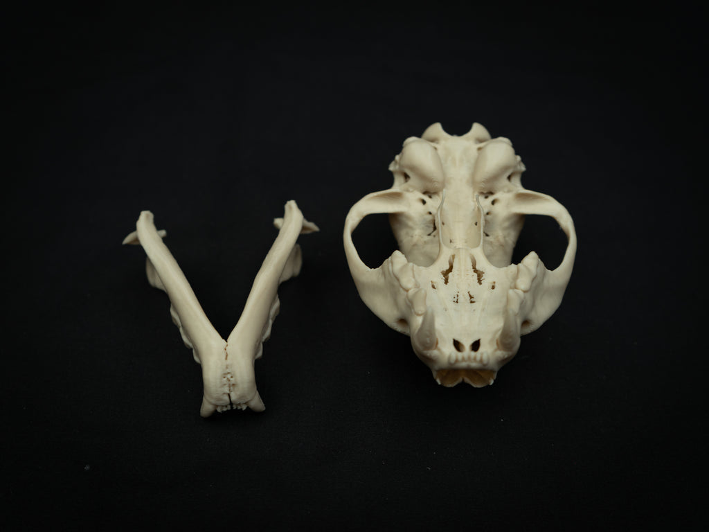 Life Size Bobcat Skull Replica – Realistic 3D Printed Bone Model Display