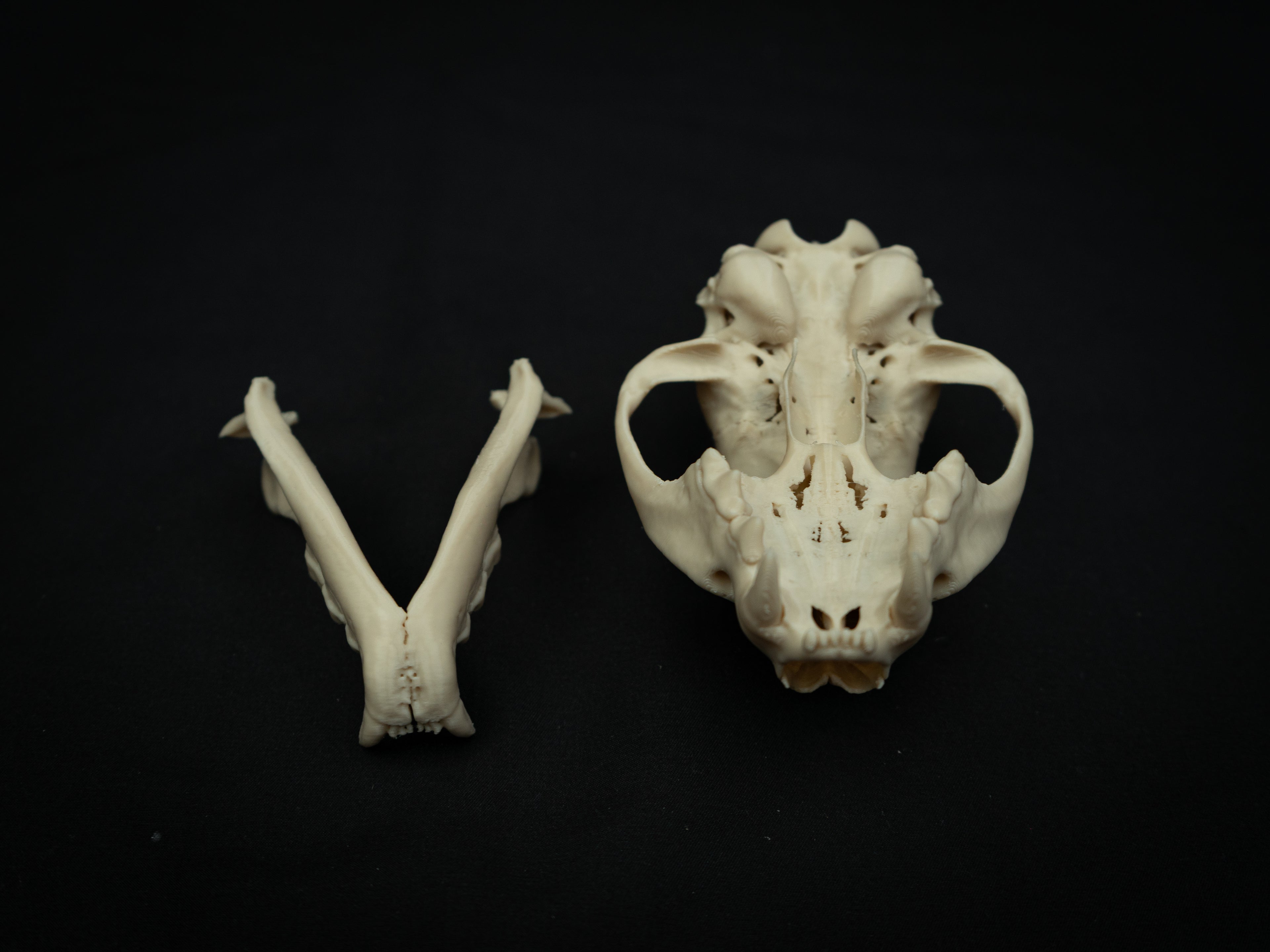 Life Size Bobcat Skull Replica – Realistic 3D Printed Bone Model Display