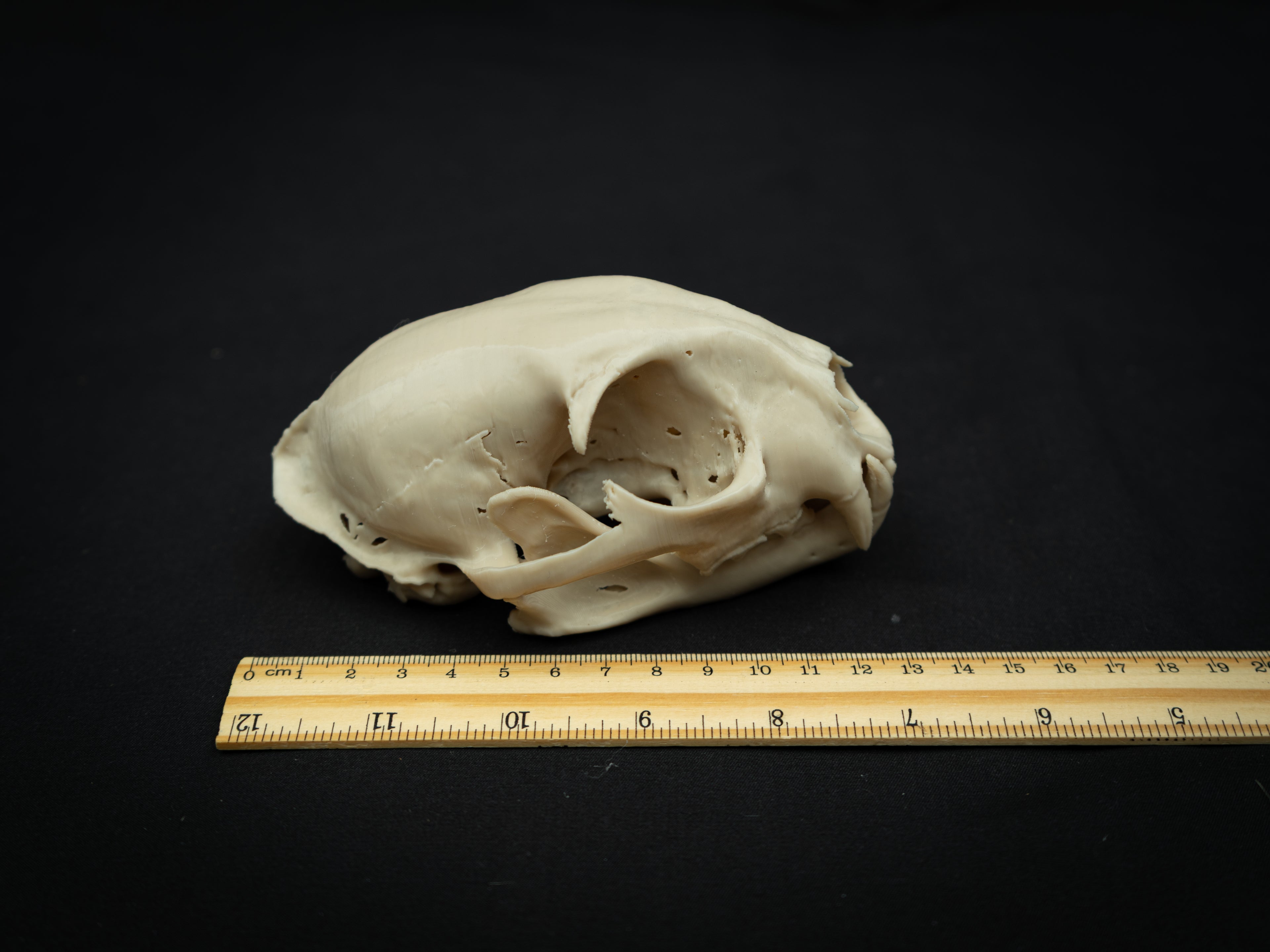 Life Size Bobcat Skull Replica – Realistic 3D Printed Bone Model Display