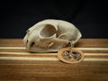 Life Size Bobcat Skull Replica – Realistic 3D Printed Bone Model Display