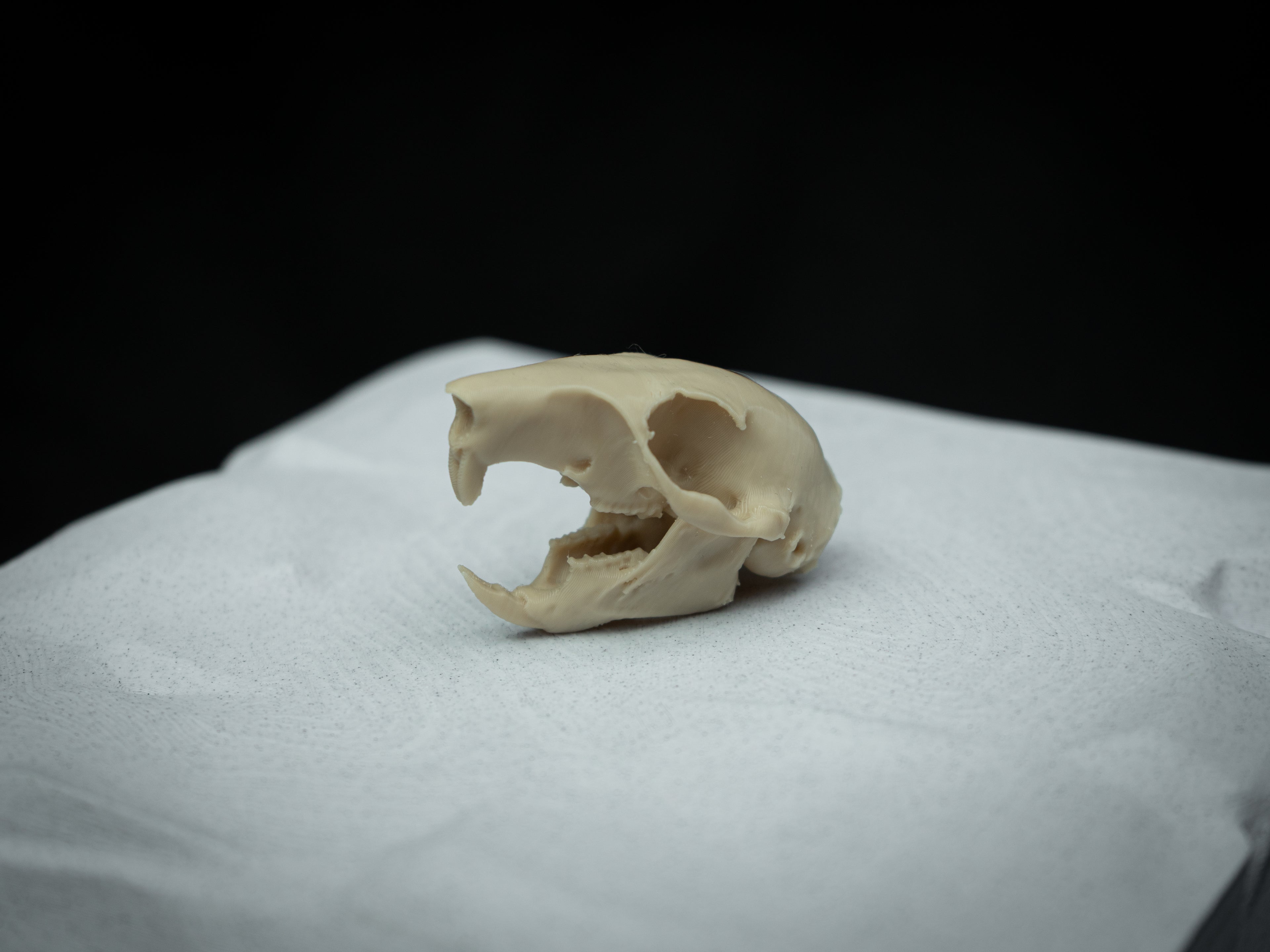 Life Size Squirrel Skull Replica – Realistic 3D Printed Bone Model Display