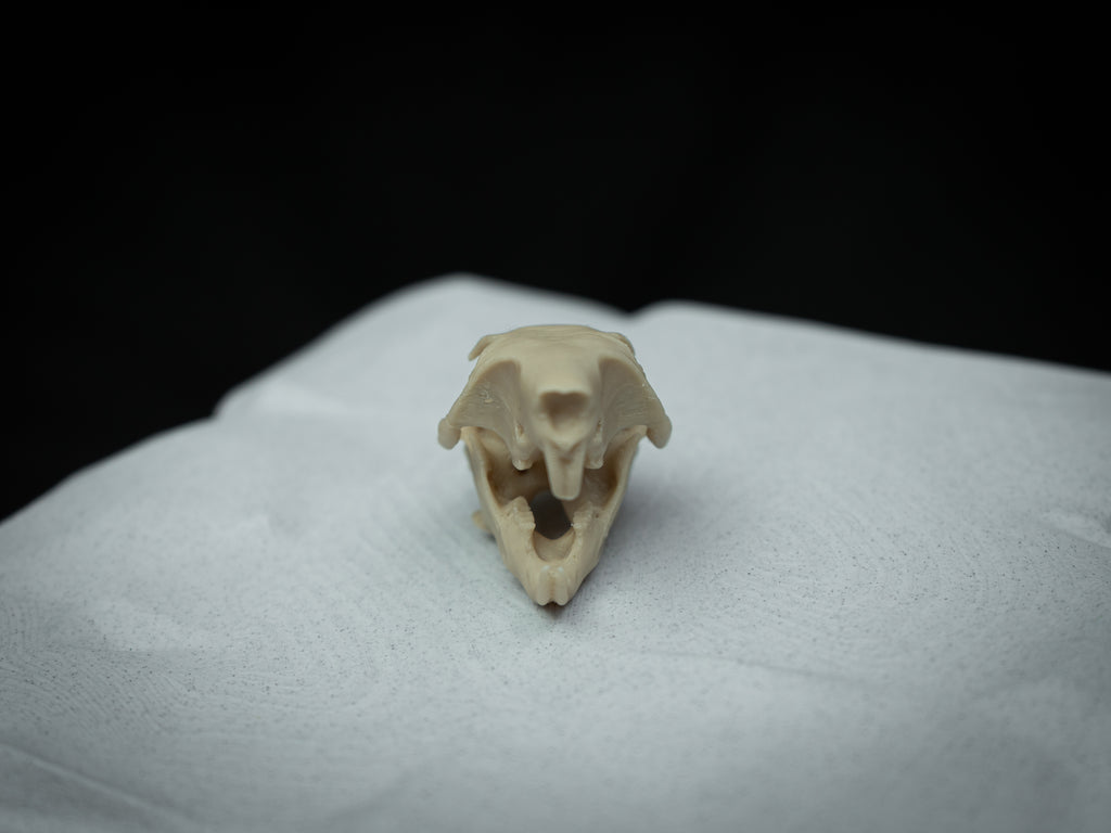 Life Size Squirrel Skull Replica – Realistic 3D Printed Bone Model Display