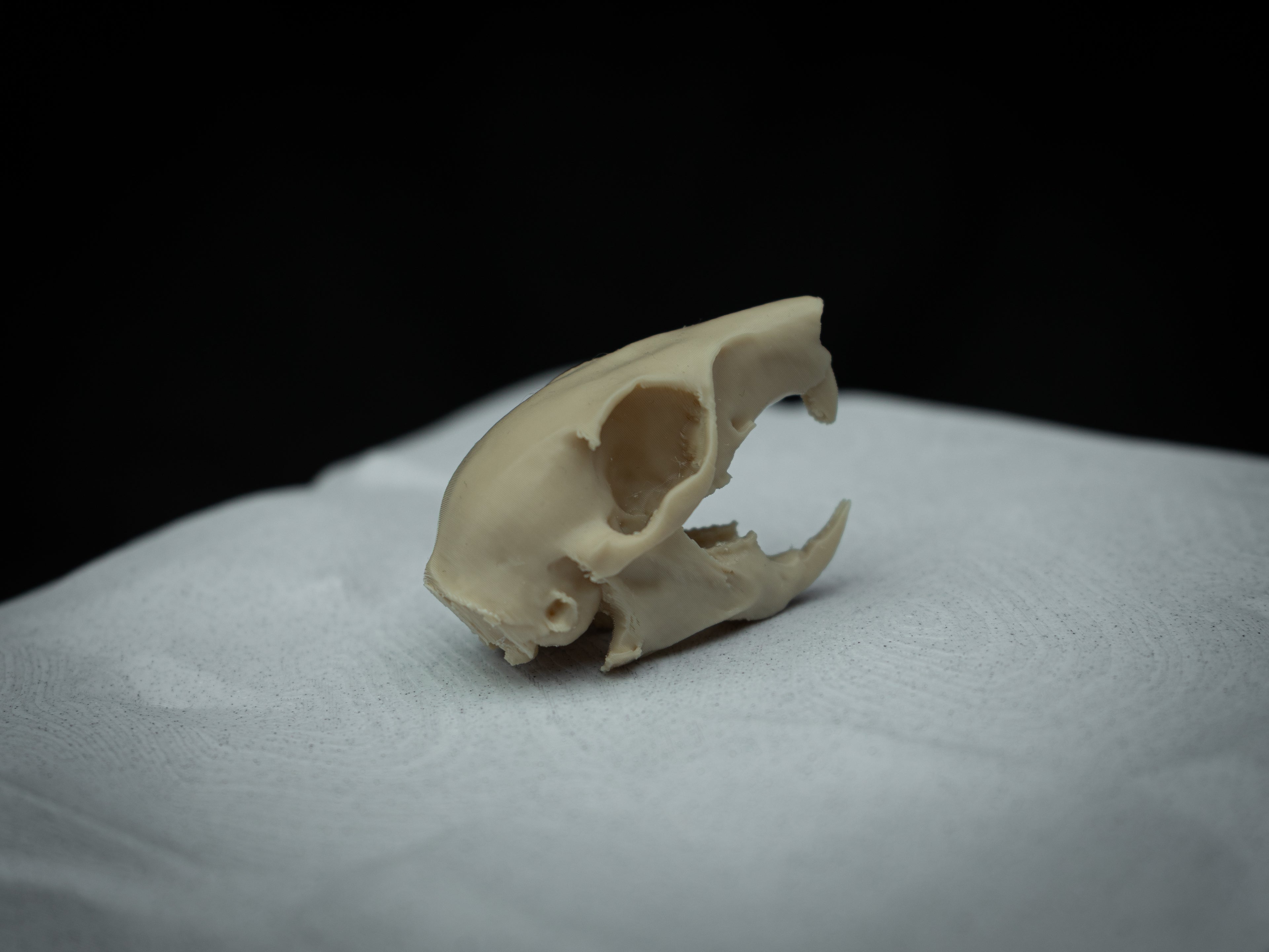 Life Size Squirrel Skull Replica – Realistic 3D Printed Bone Model Display