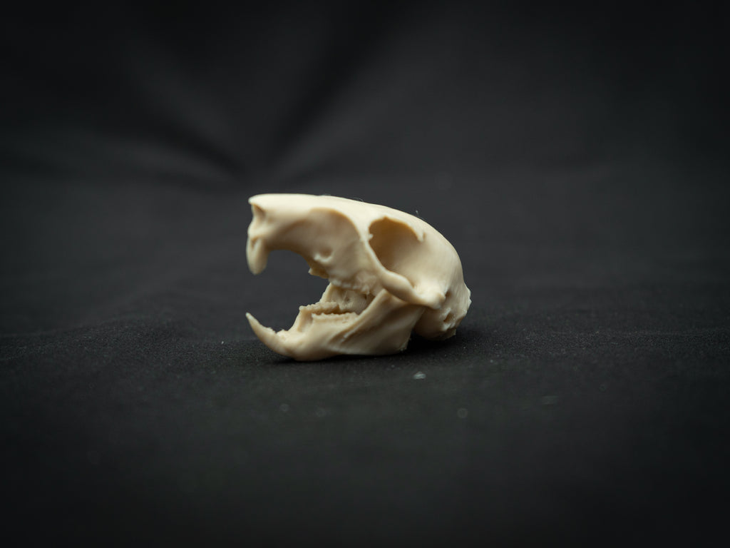 Life Size Squirrel Skull Replica – Realistic 3D Printed Bone Model Display