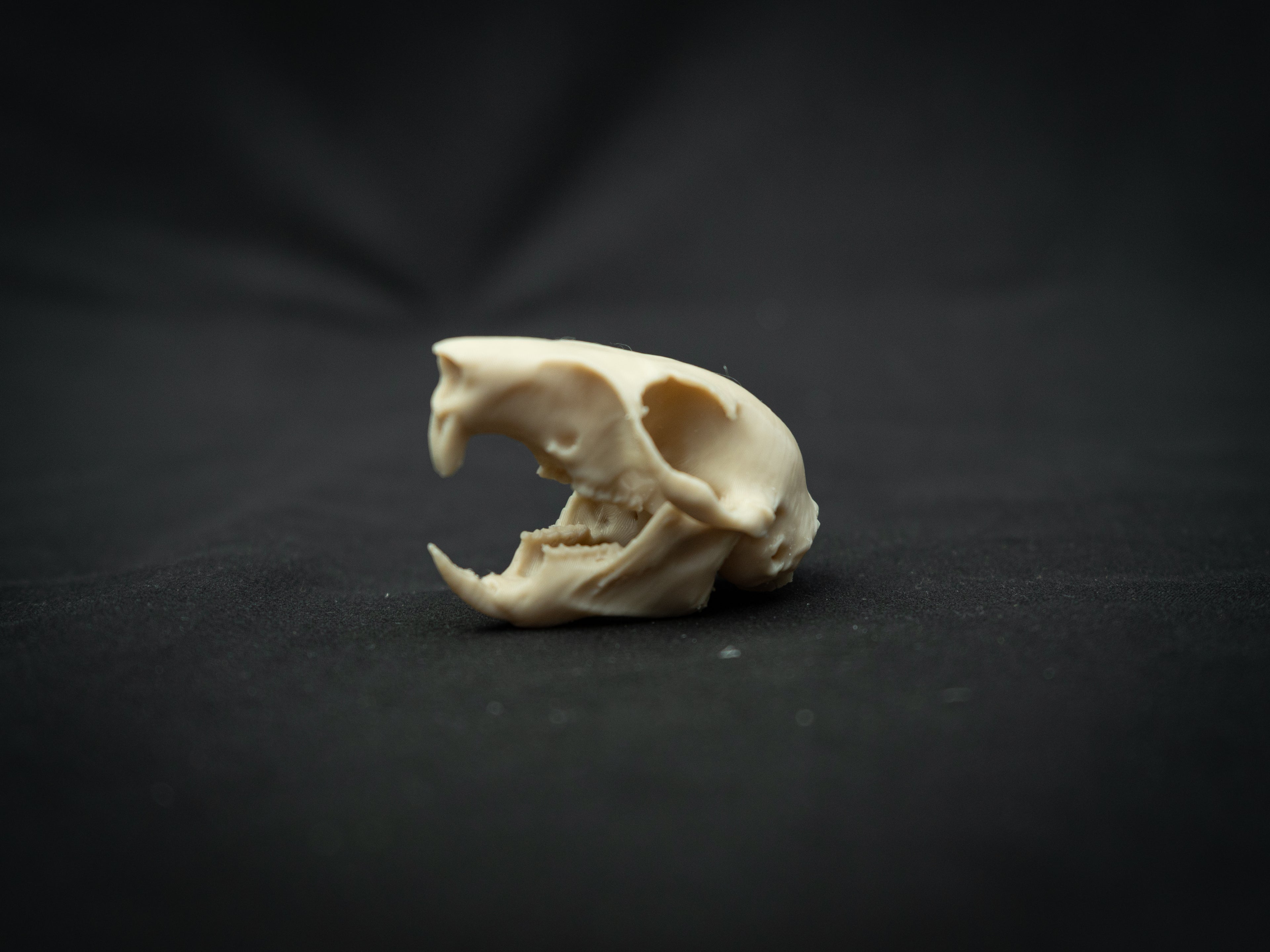 Life Size Squirrel Skull Replica – Realistic 3D Printed Bone Model Display