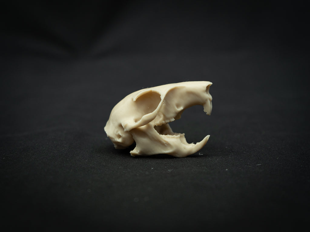 Life Size Squirrel Skull Replica – Realistic 3D Printed Bone Model Display