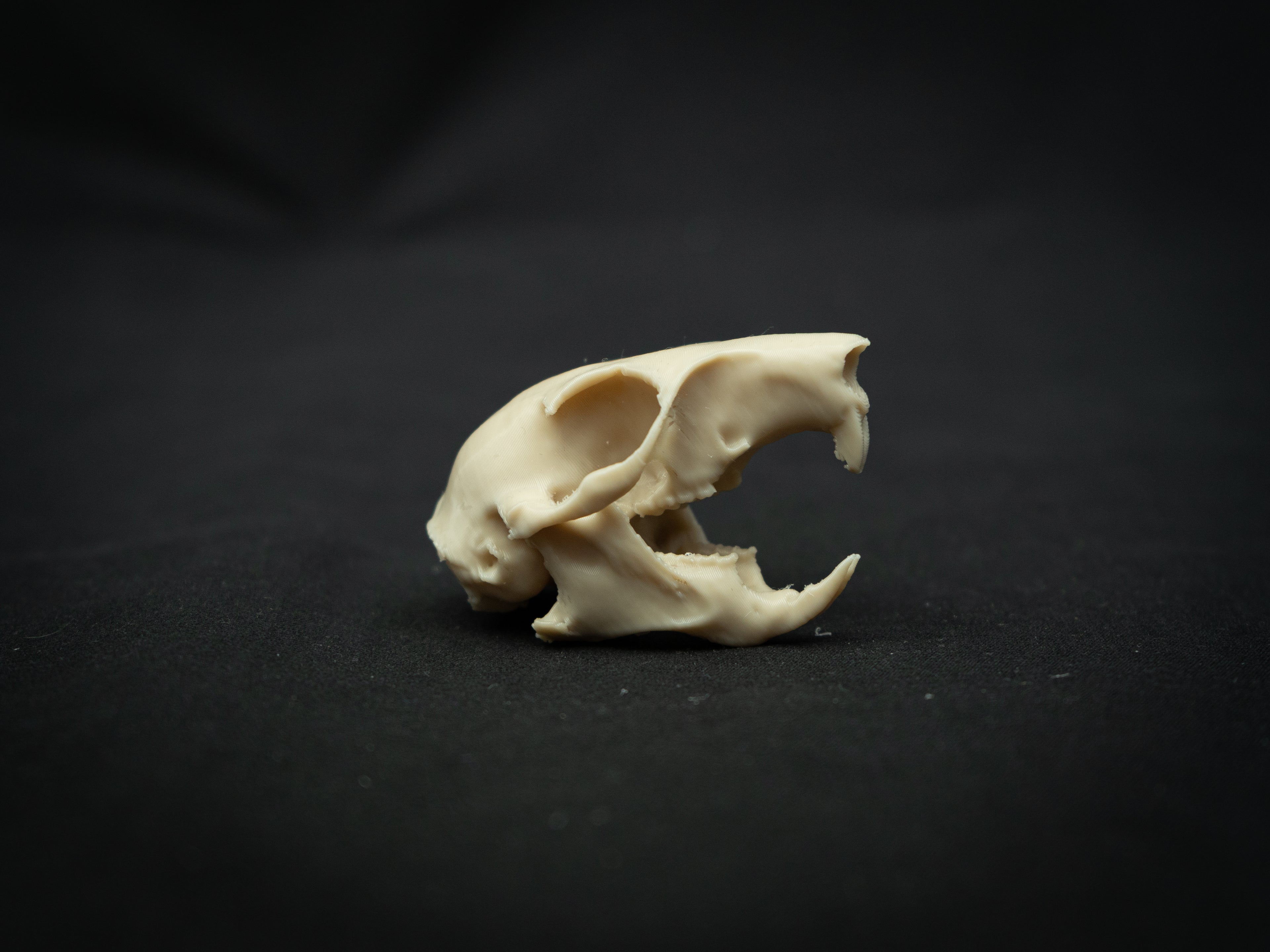 Life Size Squirrel Skull Replica – Realistic 3D Printed Bone Model Display
