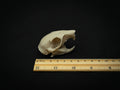 Life Size Squirrel Skull Replica – Realistic 3D Printed Bone Model Display
