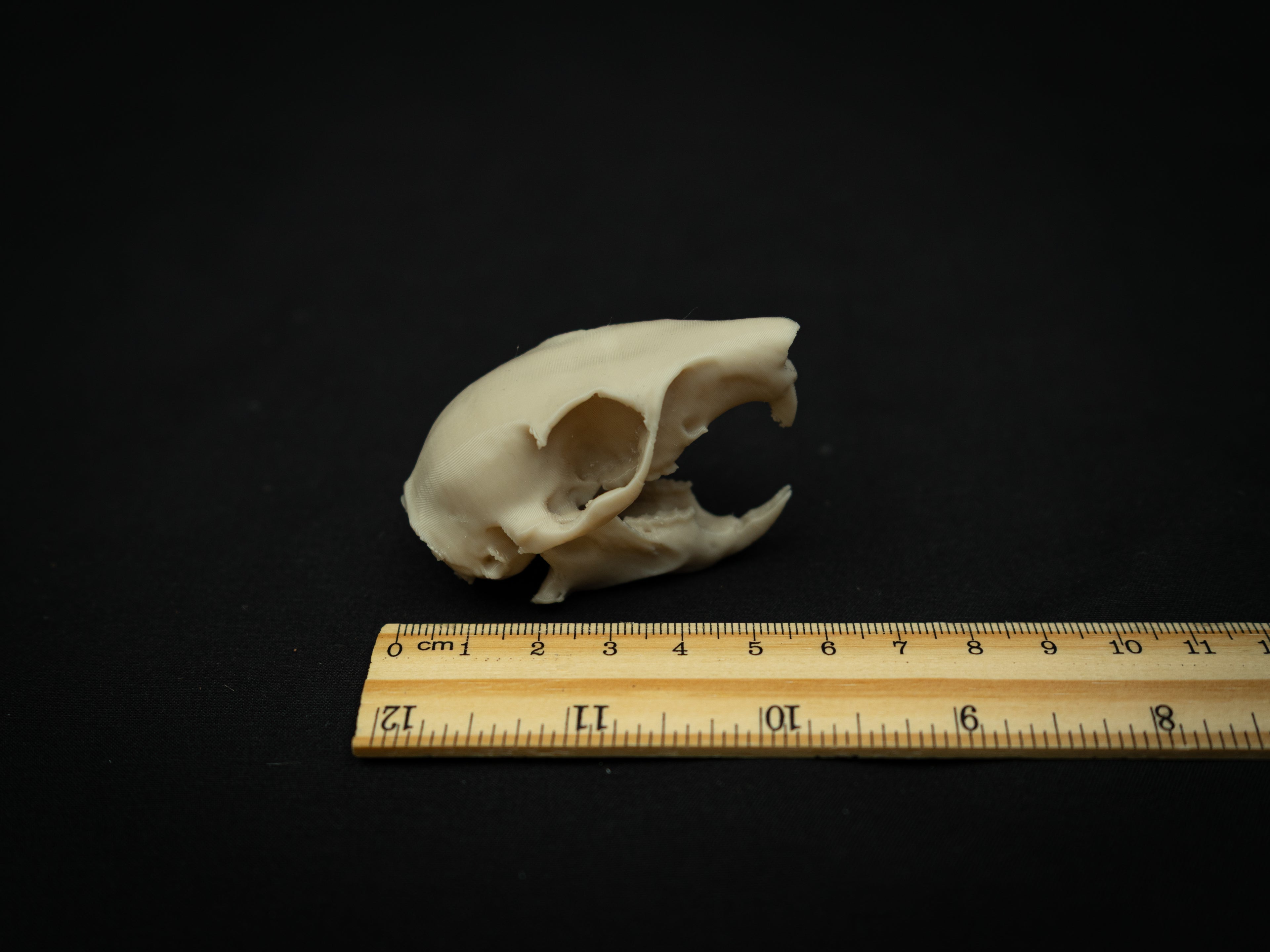 Life Size Squirrel Skull Replica – Realistic 3D Printed Bone Model Display