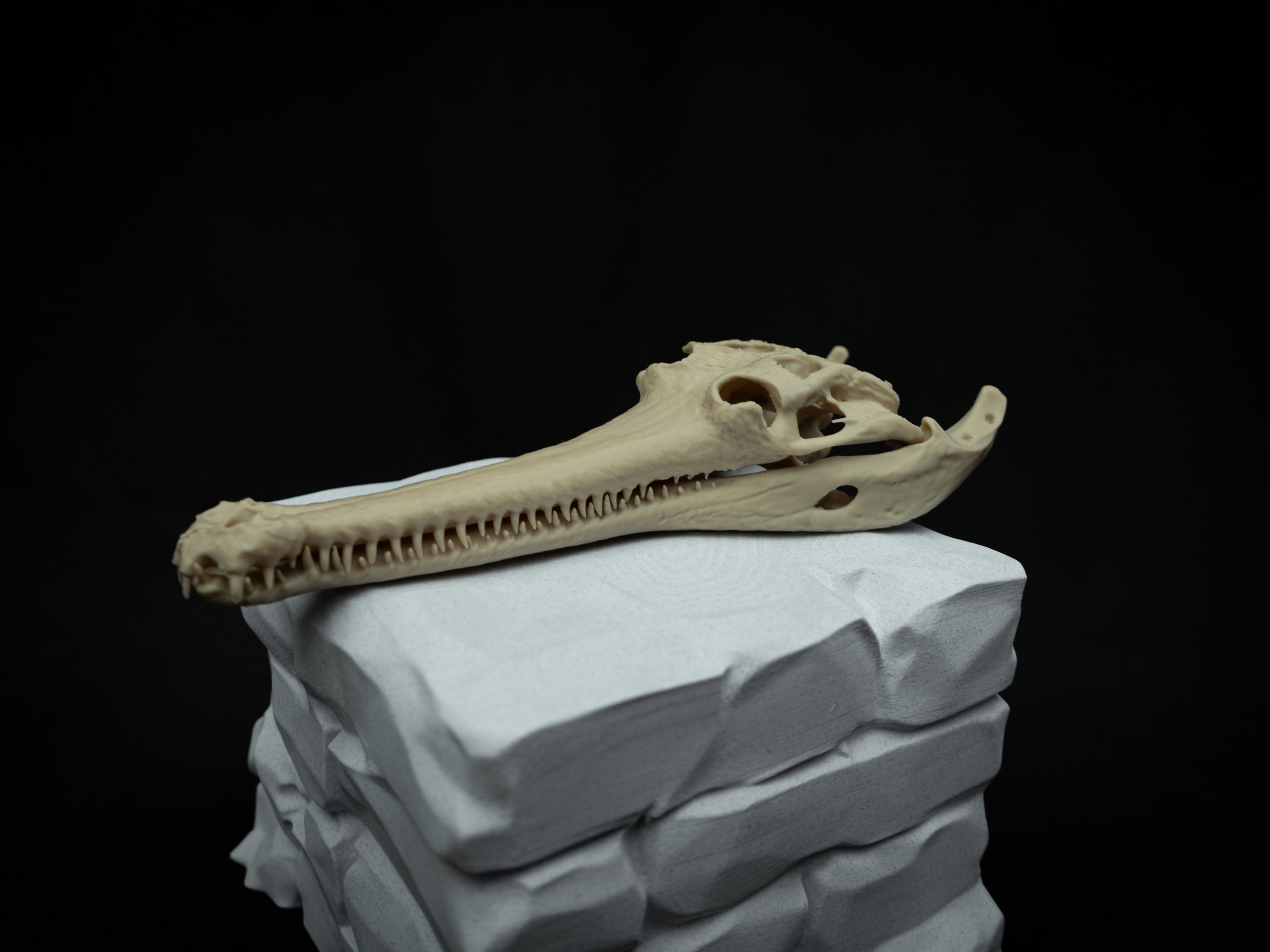 Scaled Down Gharial Skull Replica – Realistic 3D Printed Bone Model Display
