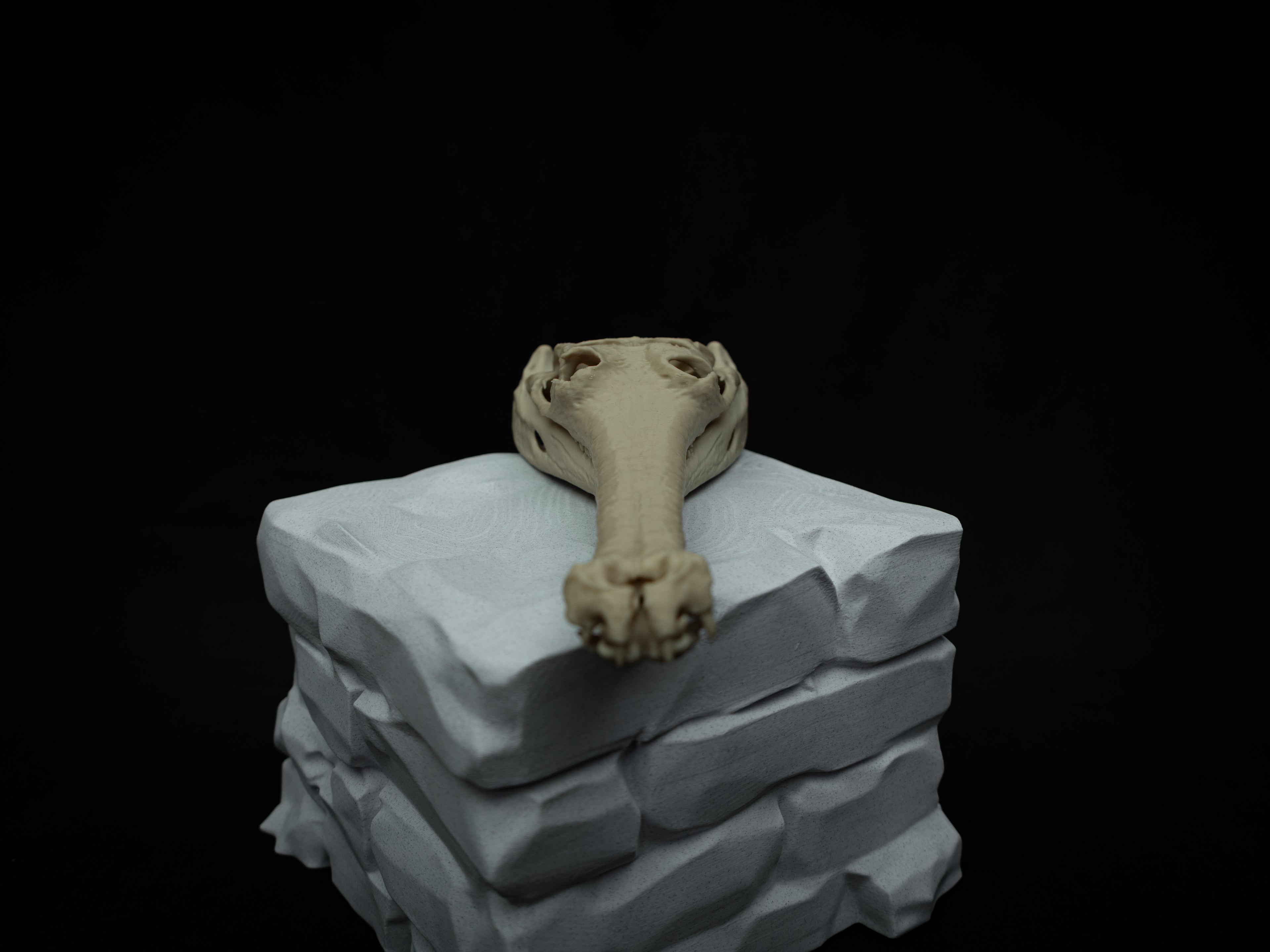 Scaled Down Gharial Skull Replica – Realistic 3D Printed Bone Model Display