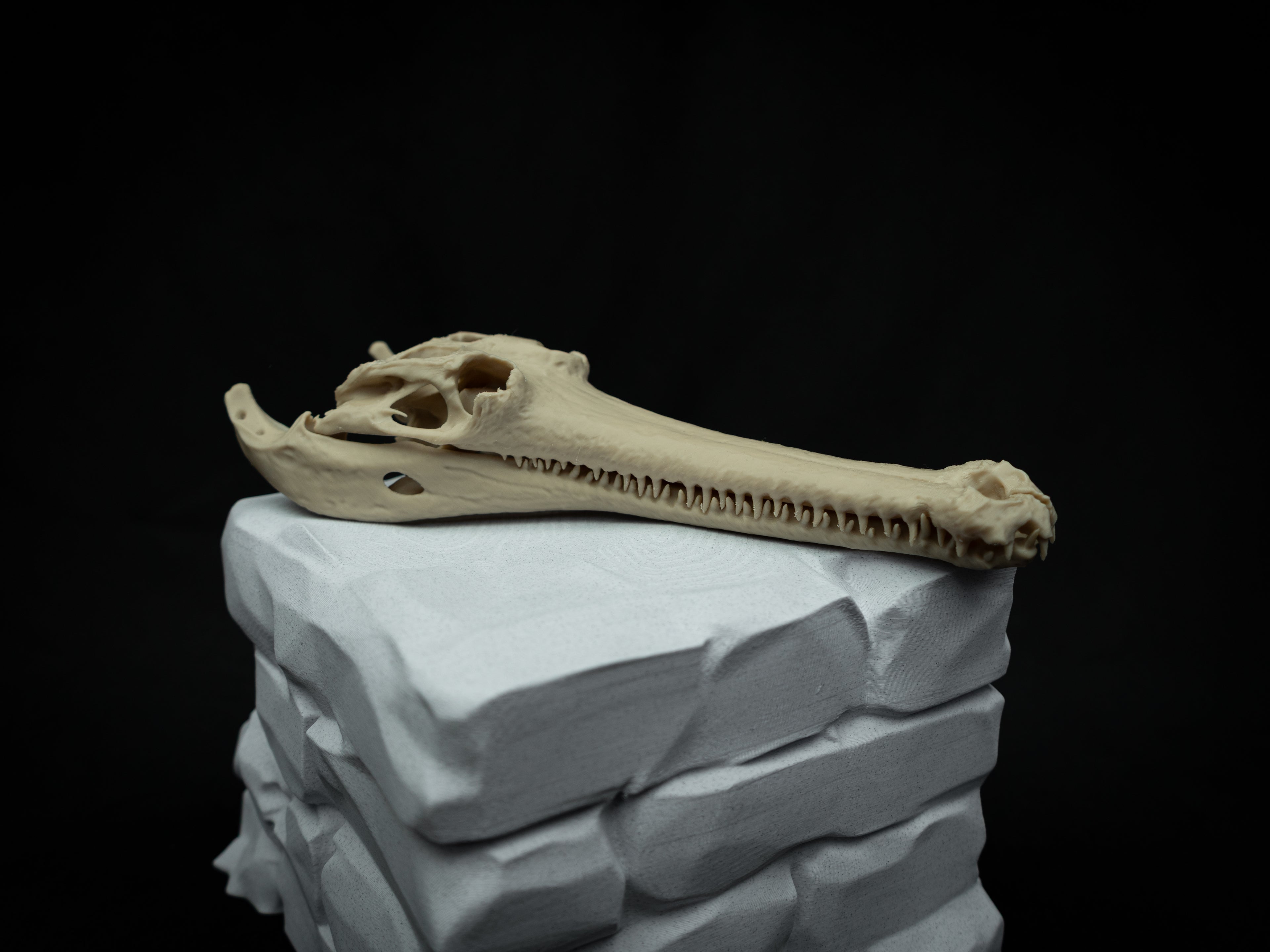 Scaled Down Gharial Skull Replica – Realistic 3D Printed Bone Model Display