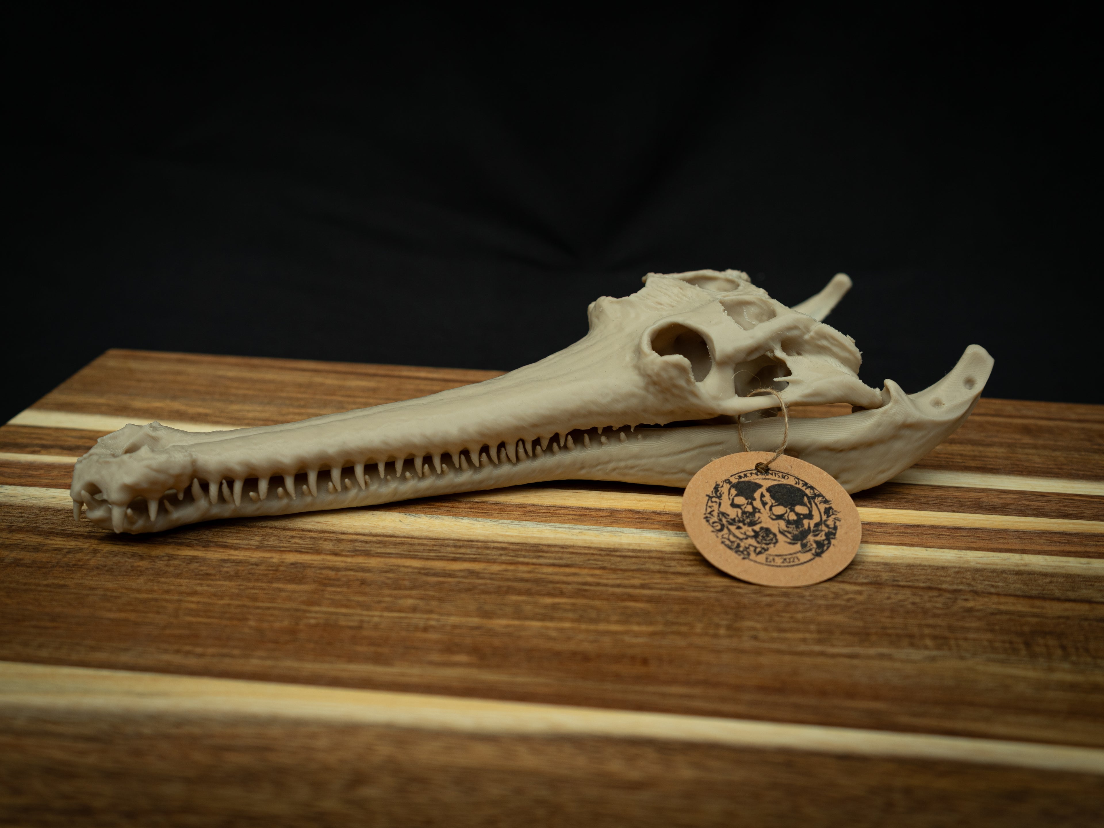 Scaled Down Gharial Skull Replica – Realistic 3D Printed Bone Model Display