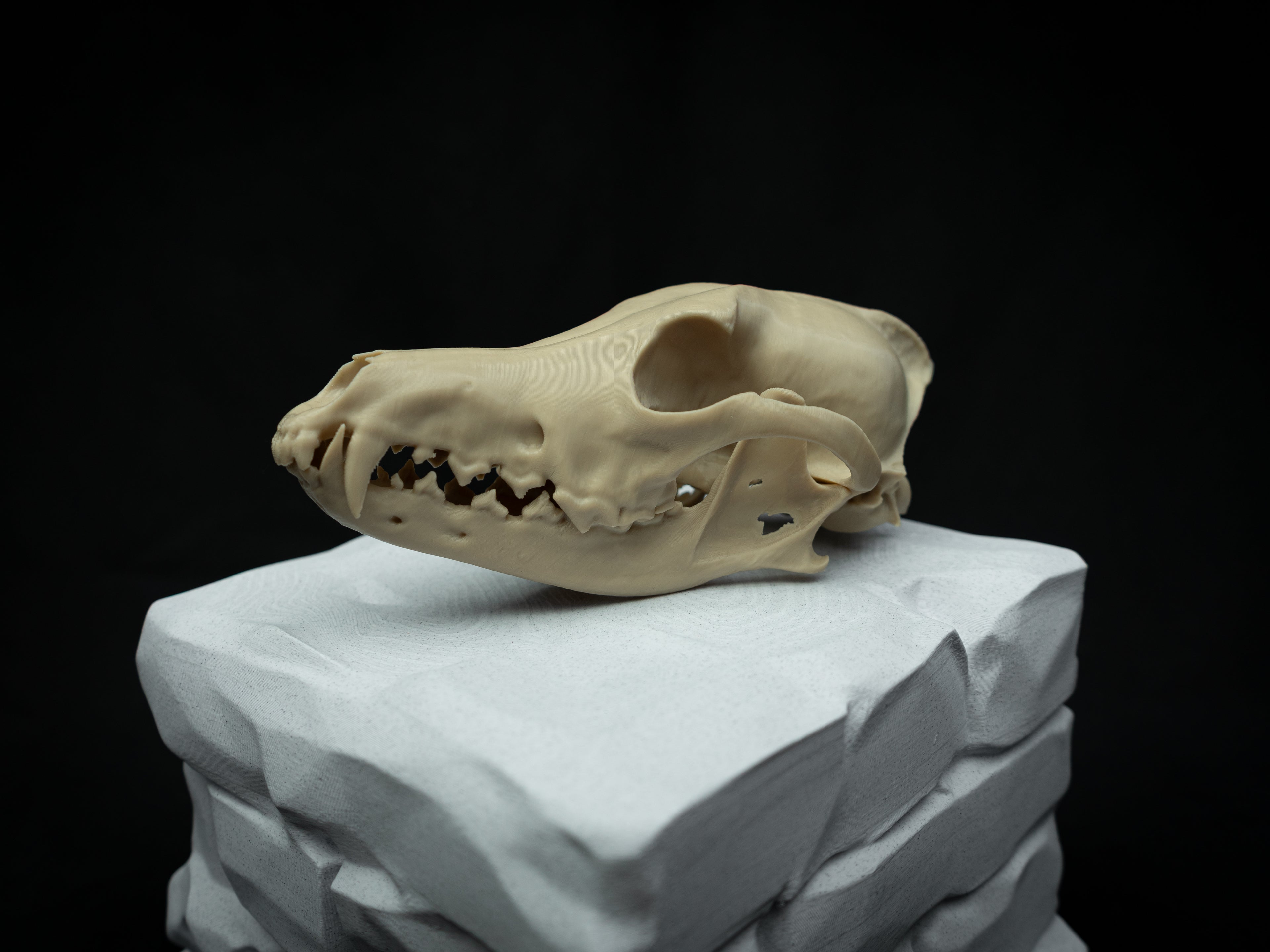 Life Size Coyote Skull Replica – Realistic 3D Printed Bone Model Display