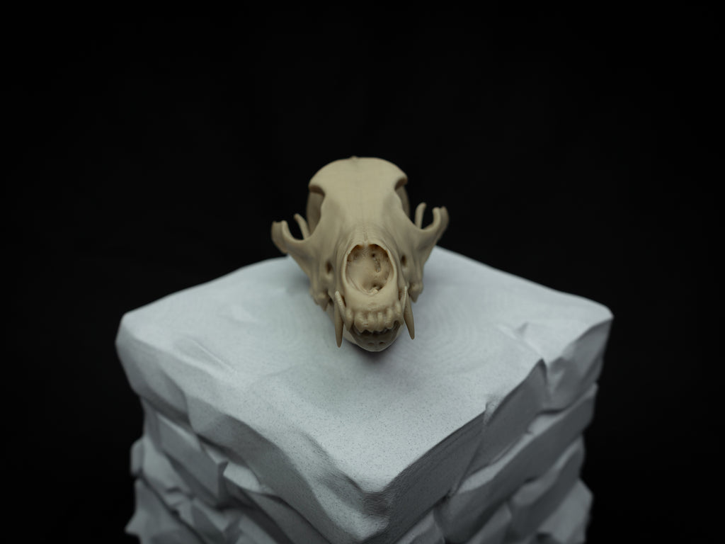 Life Size Coyote Skull Replica – Realistic 3D Printed Bone Model Display