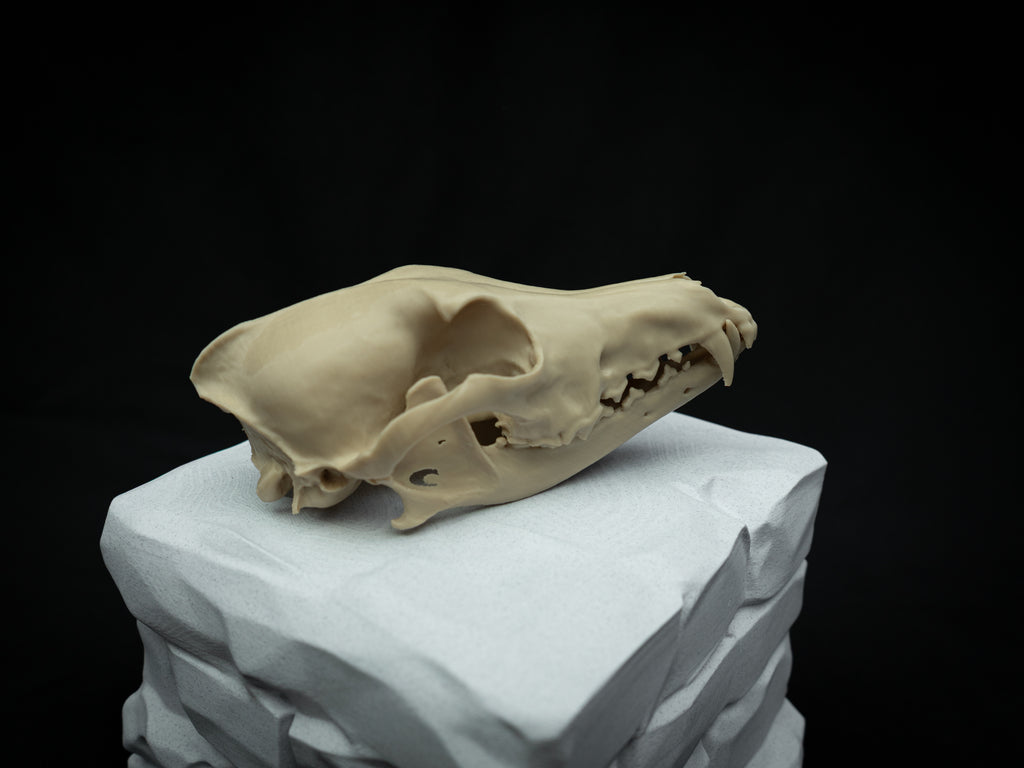 Life Size Coyote Skull Replica – Realistic 3D Printed Bone Model Display