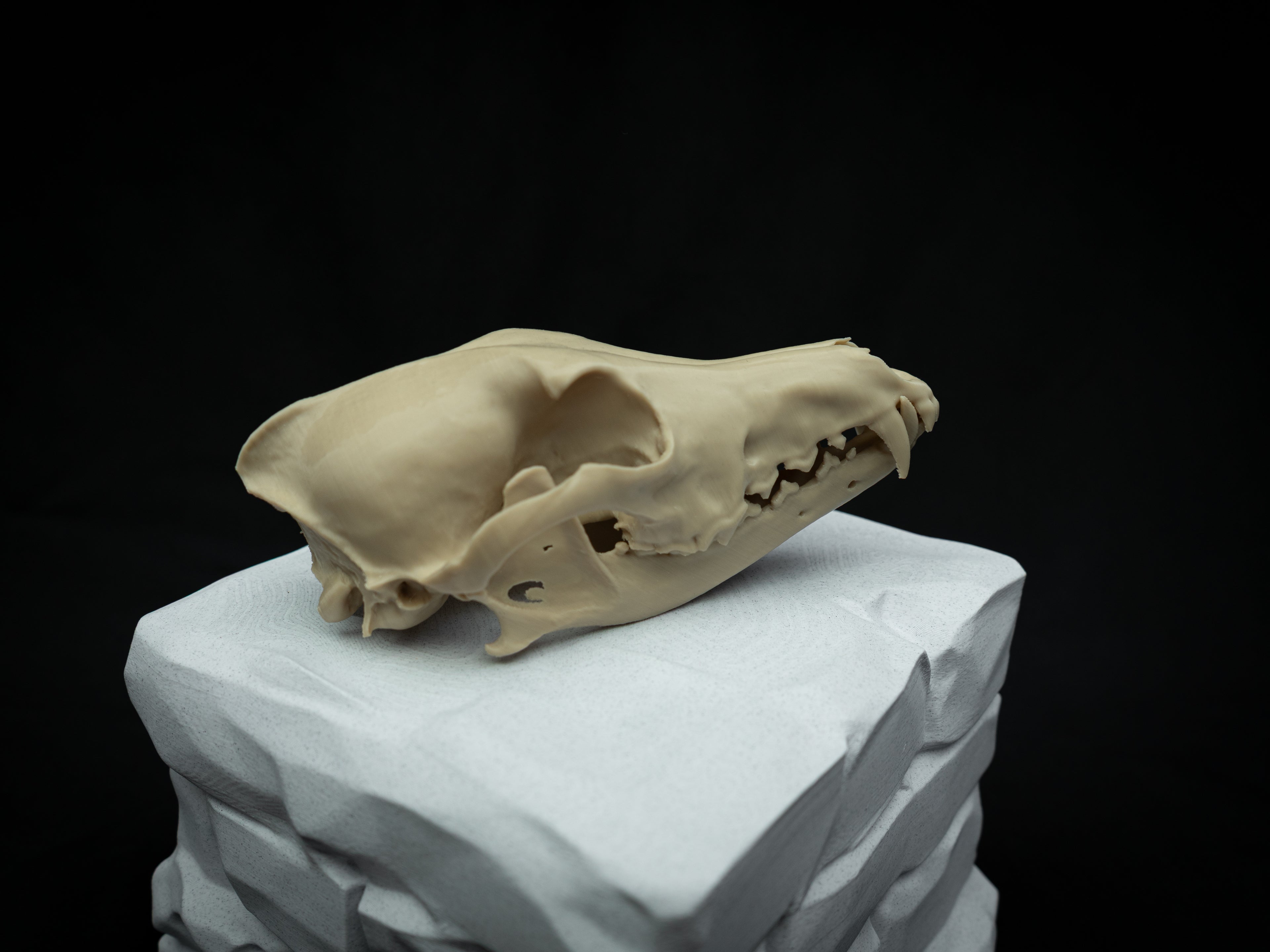 Life Size Coyote Skull Replica – Realistic 3D Printed Bone Model Display
