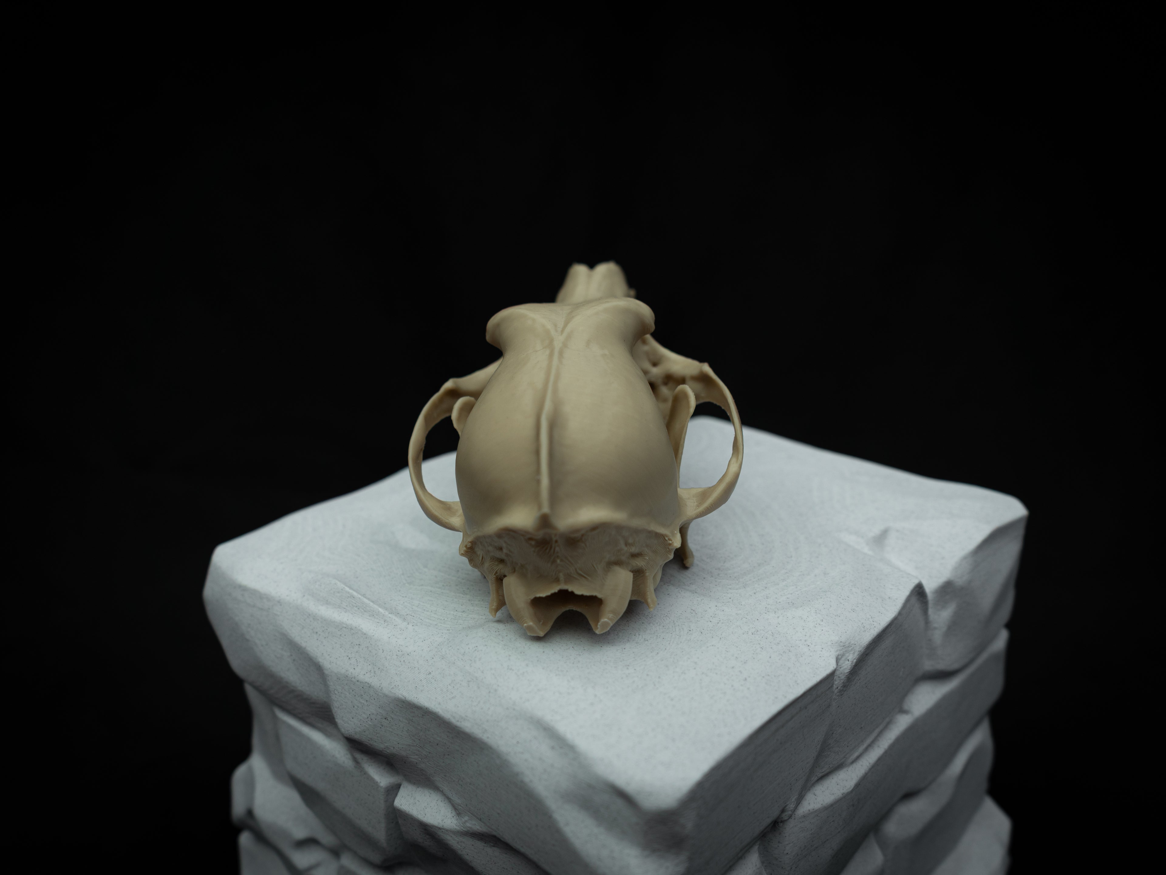 Life Size Coyote Skull Replica – Realistic 3D Printed Bone Model Display