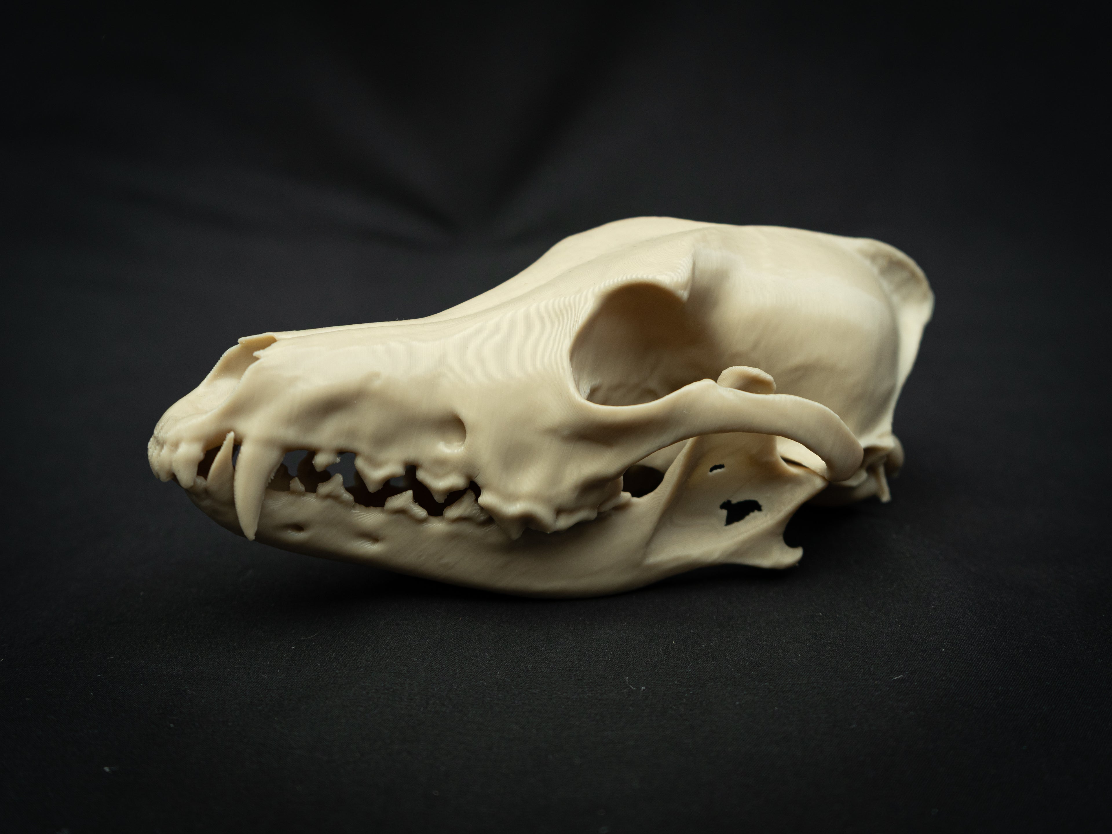 Life Size Coyote Skull Replica – Realistic 3D Printed Bone Model Display