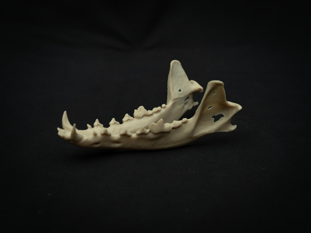 Life Size Coyote Skull Replica – Realistic 3D Printed Bone Model Display