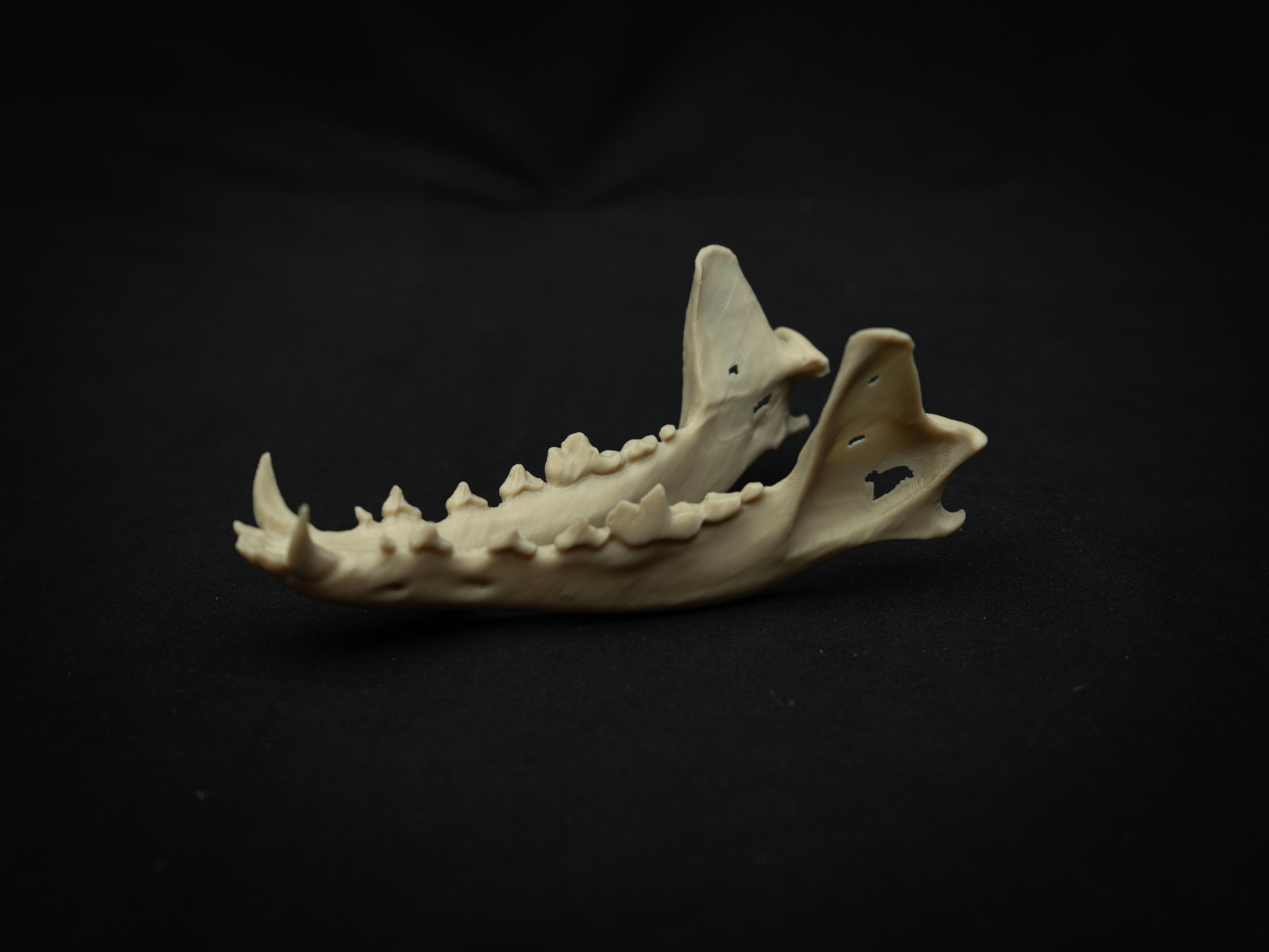 Life Size Coyote Skull Replica – Realistic 3D Printed Bone Model Display