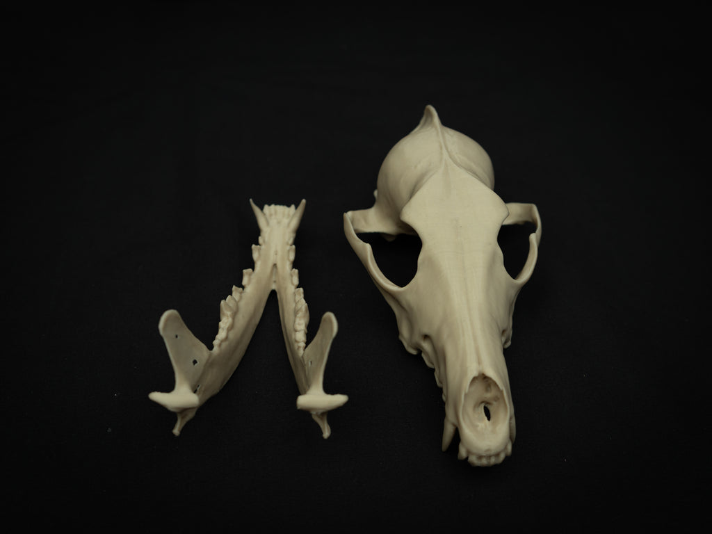 Life Size Coyote Skull Replica – Realistic 3D Printed Bone Model Display