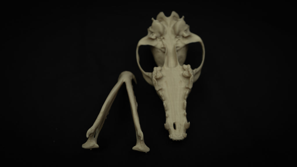 Life Size Coyote Skull Replica – Realistic 3D Printed Bone Model Display
