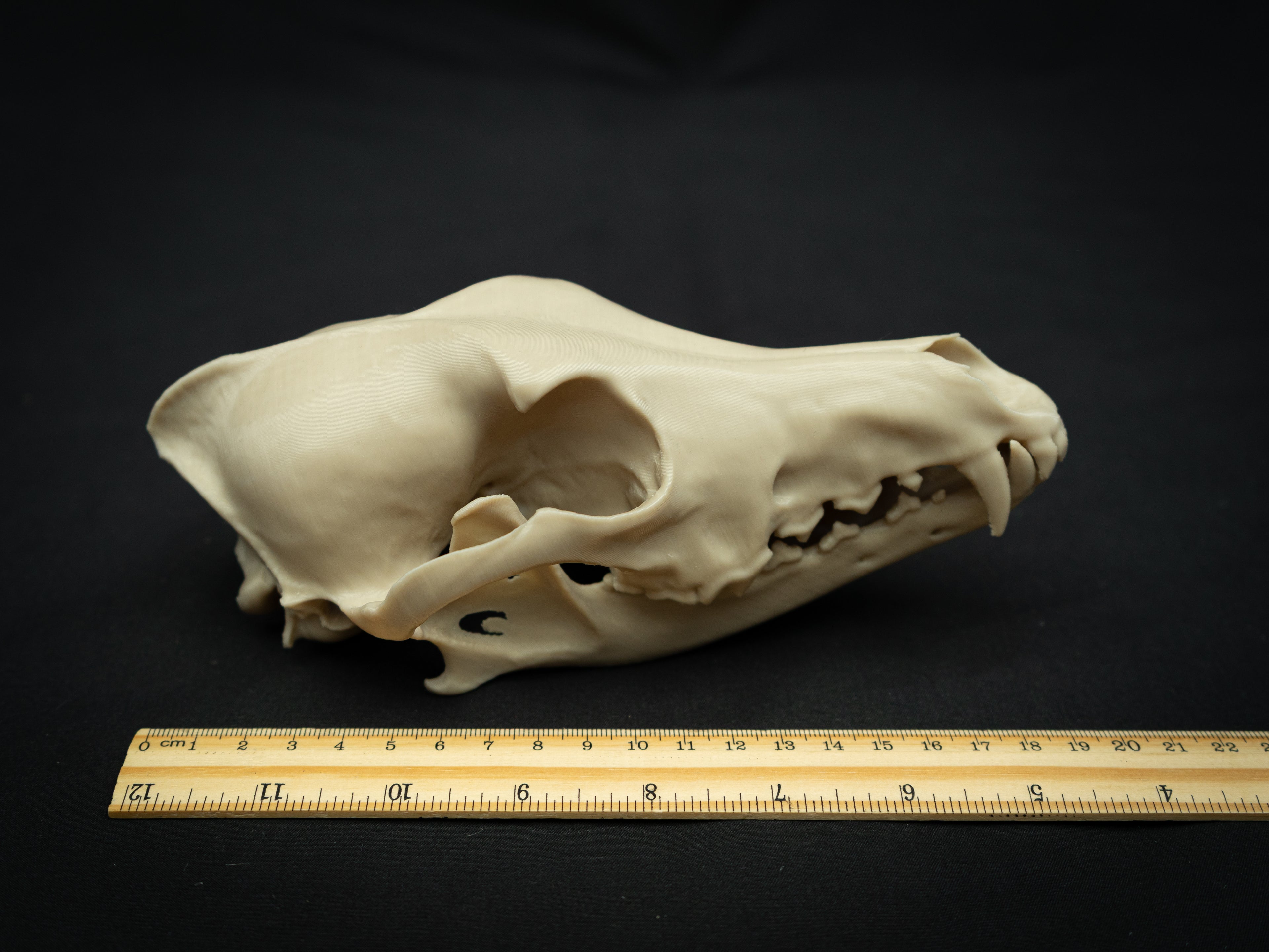 Life Size Coyote Skull Replica – Realistic 3D Printed Bone Model Display