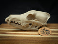Life Size Coyote Skull Replica – Realistic 3D Printed Bone Model Display
