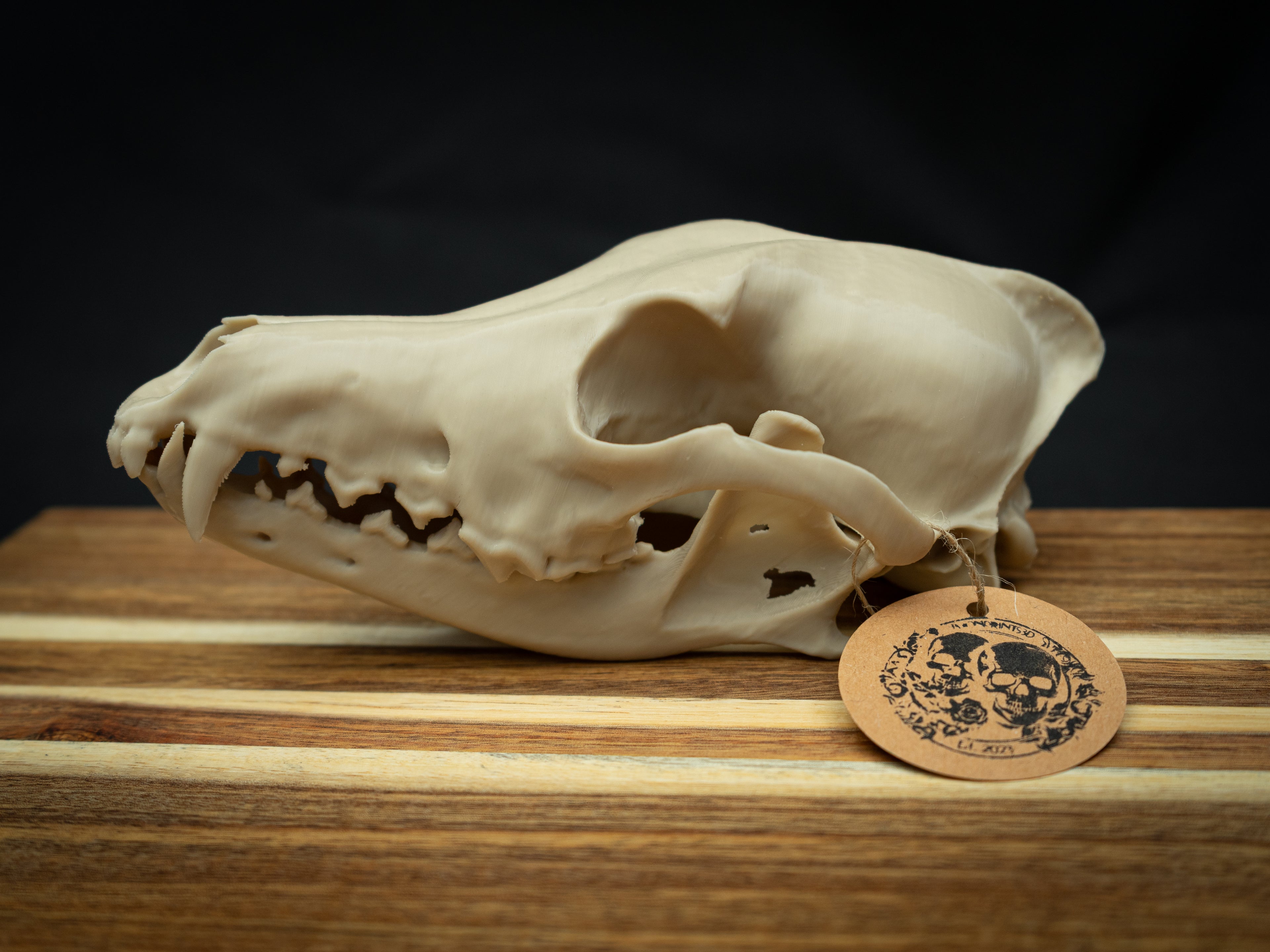 Life Size Coyote Skull Replica – Realistic 3D Printed Bone Model Display