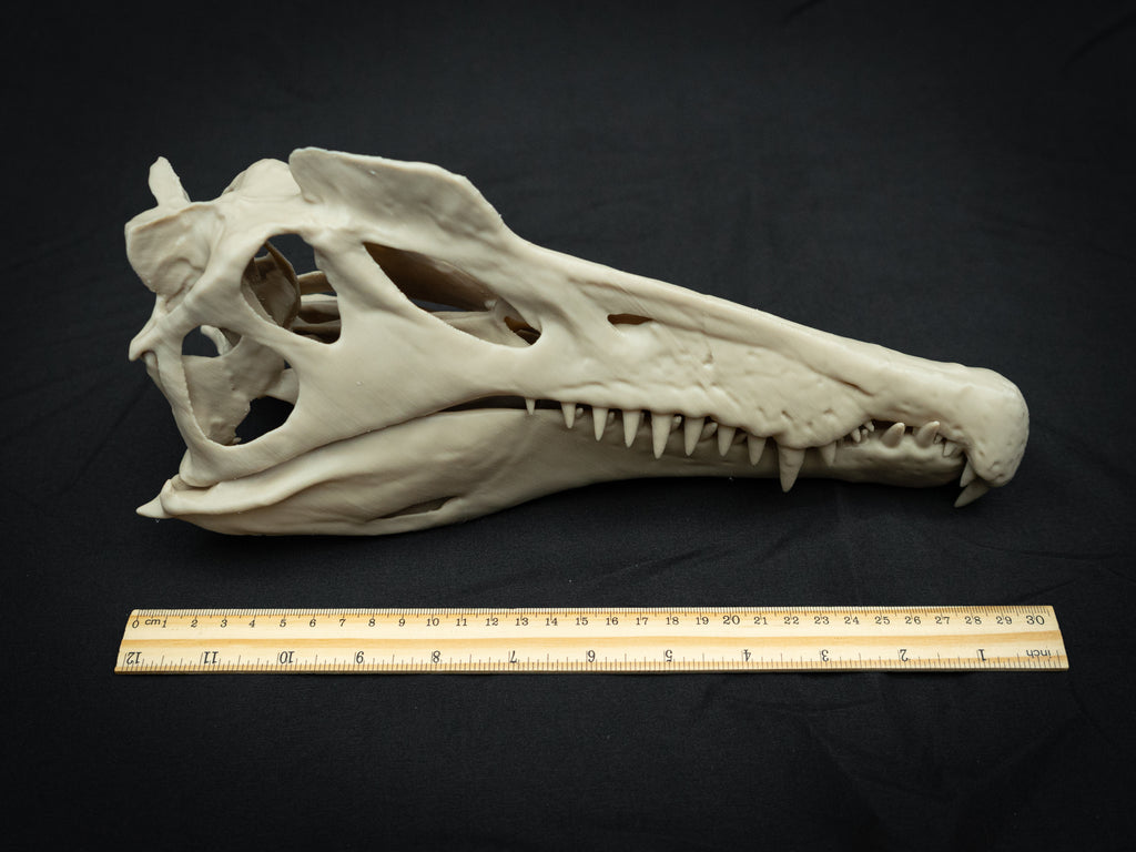 Scaled Down Spinosaurus Dinosaur Skull Replica – Realistic 3D Printed Bone Model
