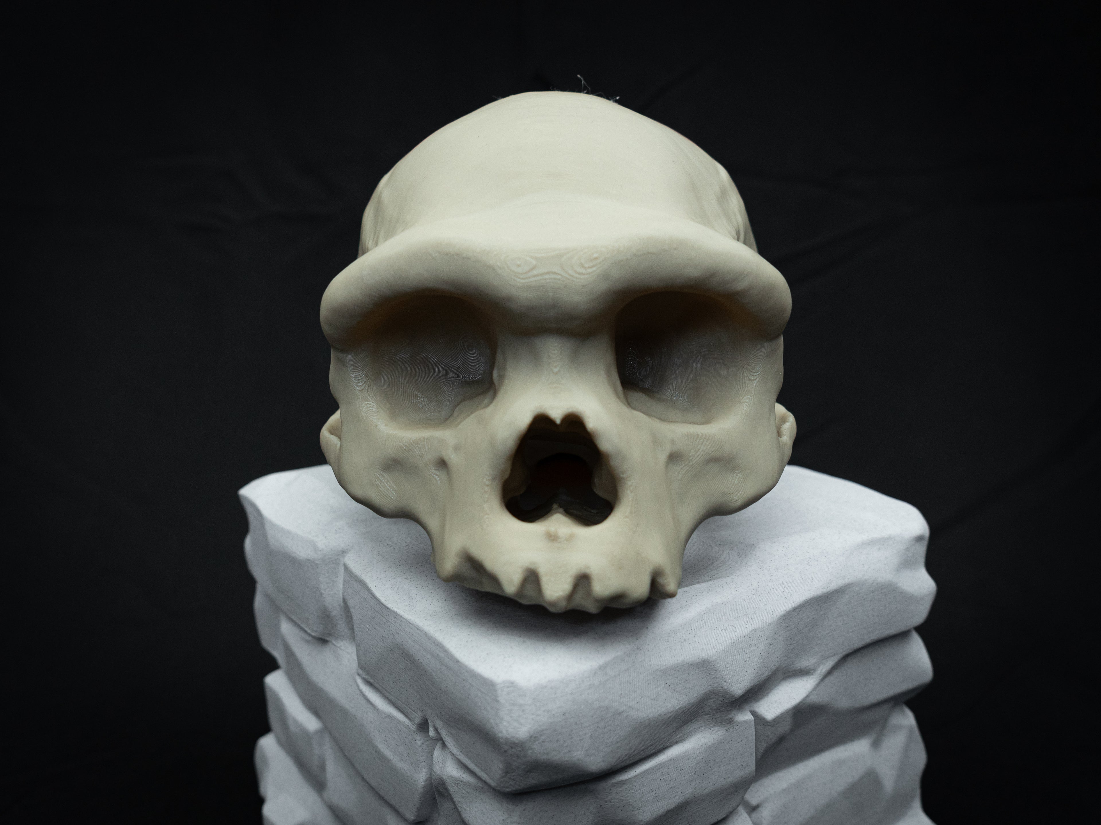 Denisovan Harbin Cranium – Realistic 3D Printed Bone Model for Display