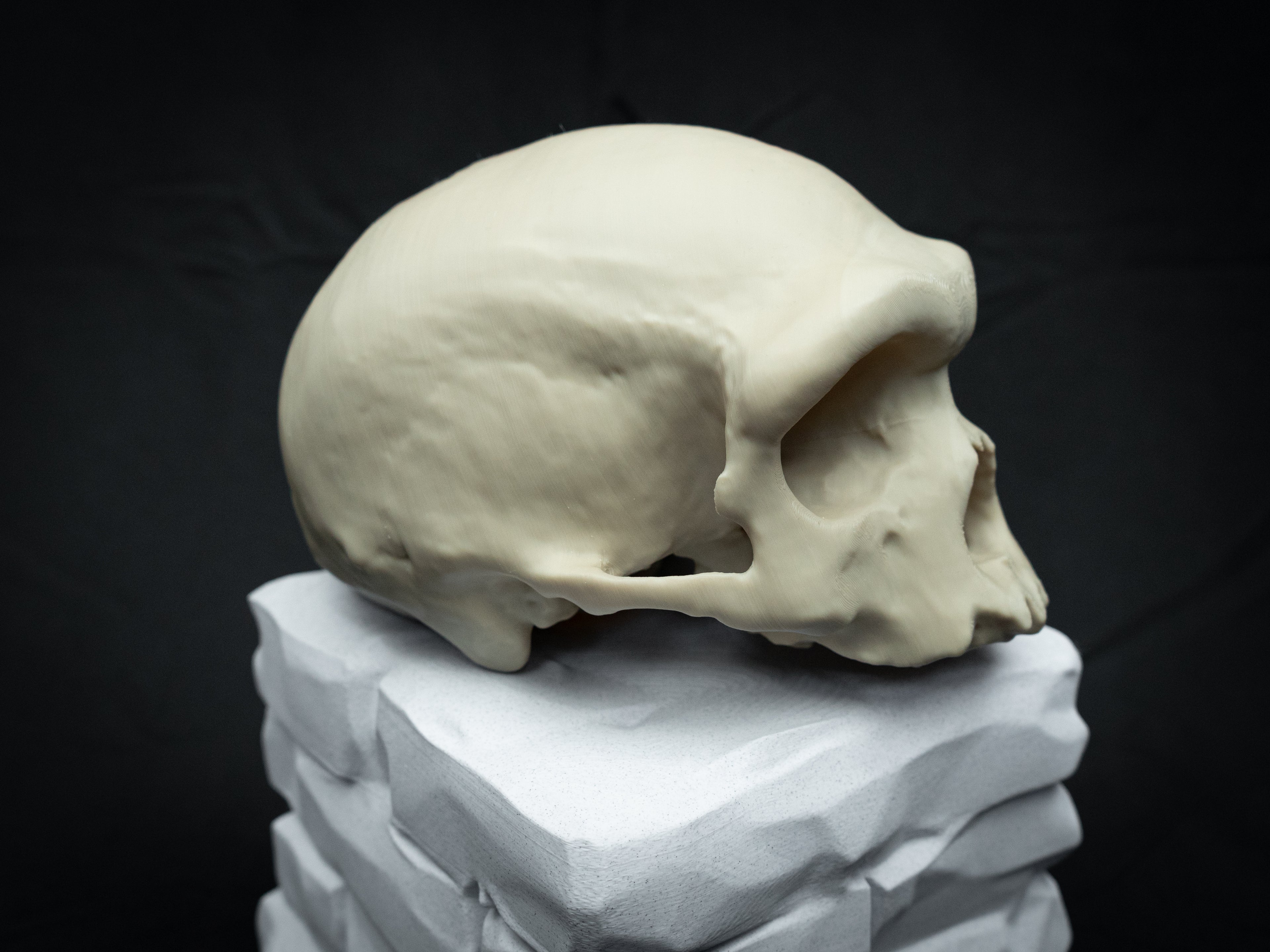 Denisovan Harbin Cranium – Realistic 3D Printed Bone Model for Display