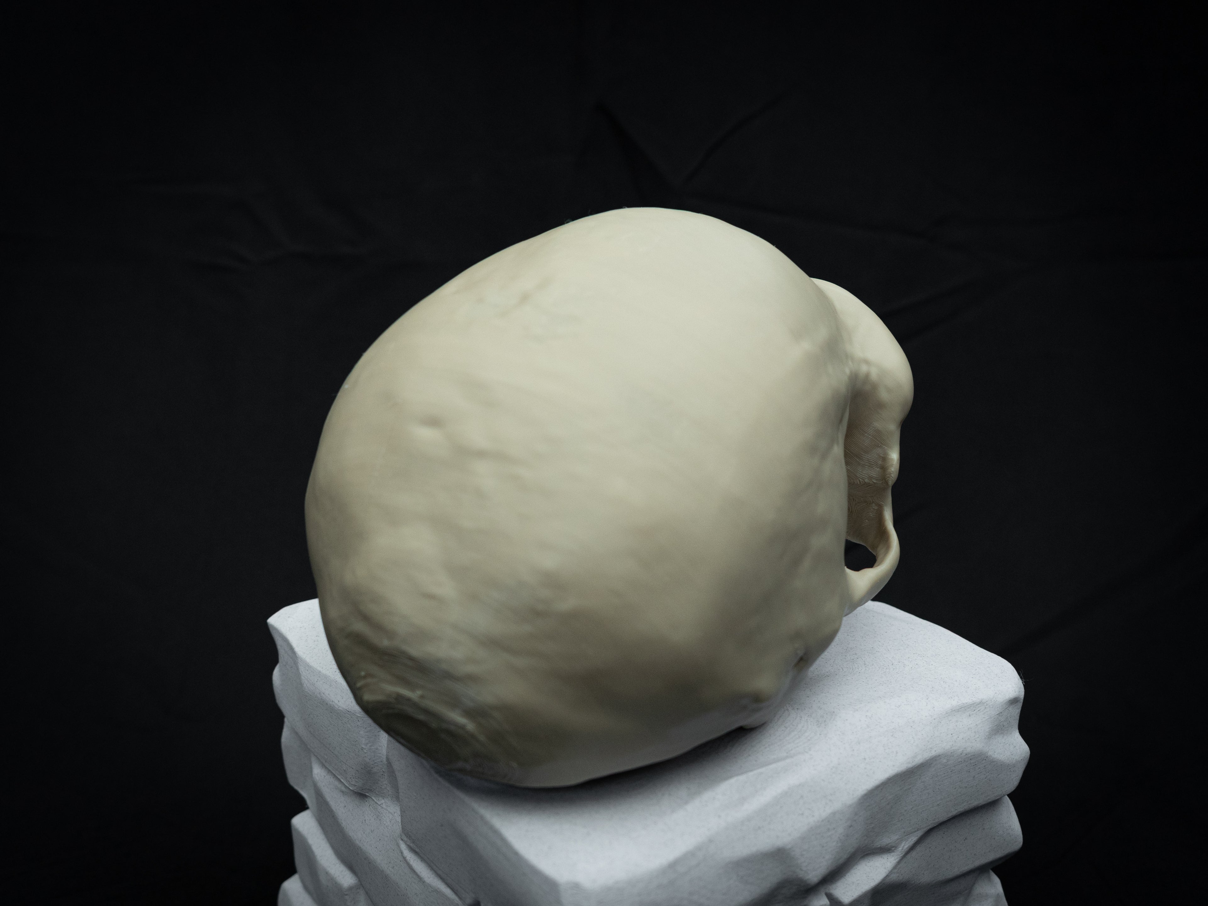 Denisovan Harbin Cranium – Realistic 3D Printed Bone Model for Display