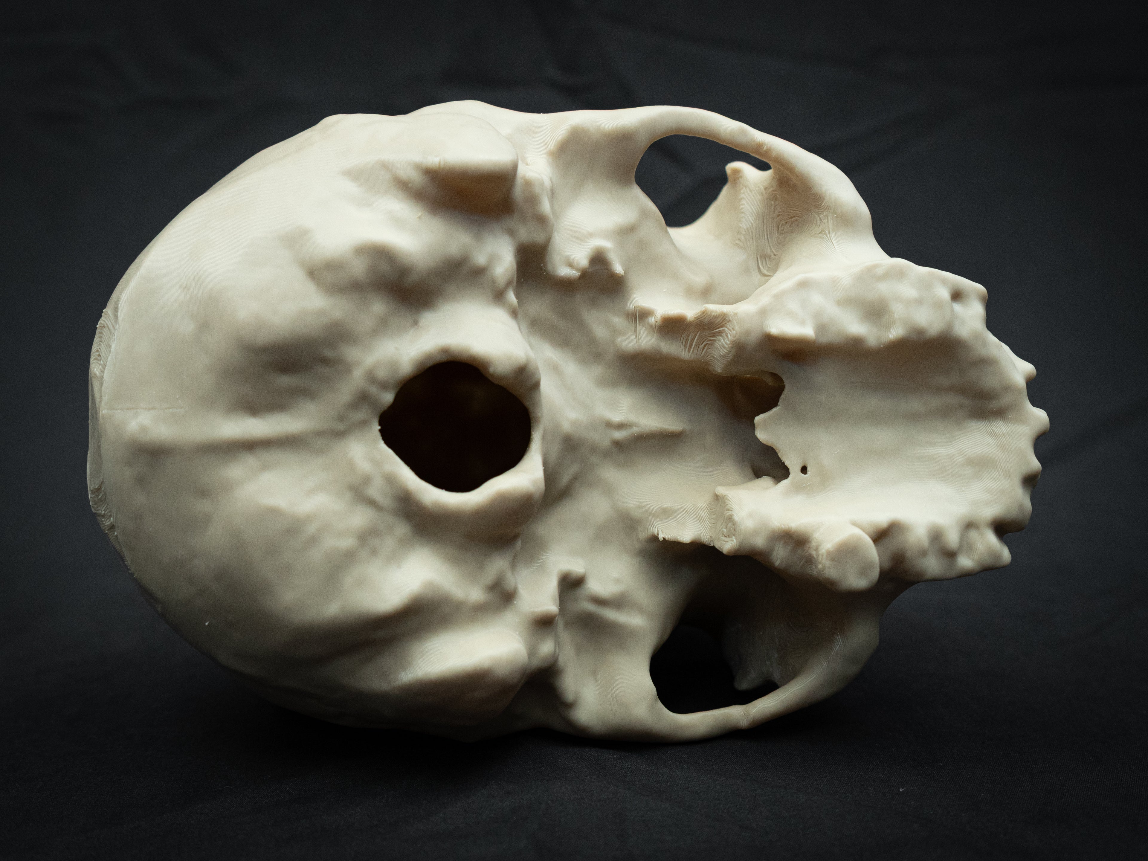 Denisovan Harbin Cranium – Realistic 3D Printed Bone Model for Display
