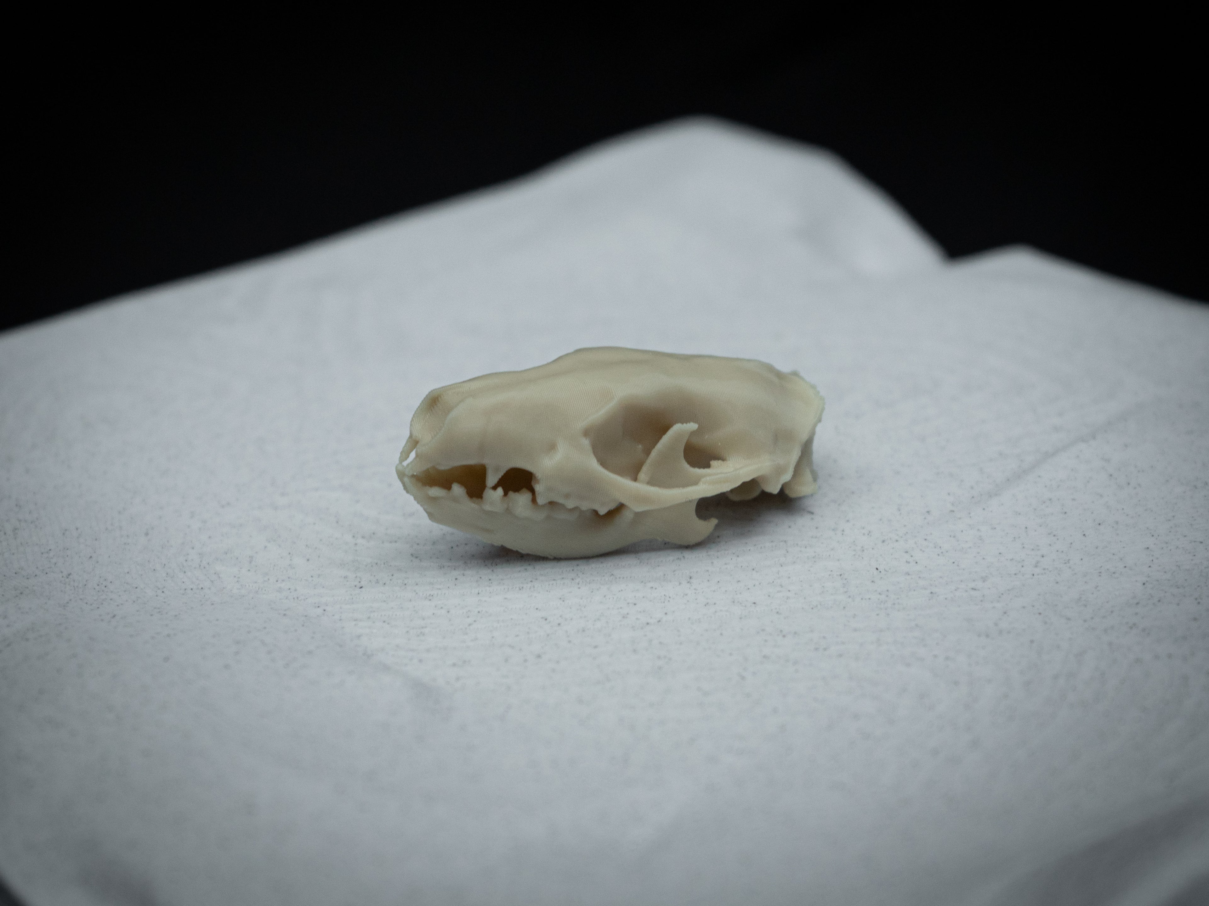 Life-Size Hedgehog Skull Replica – Realistic 3D Printed Bone Model