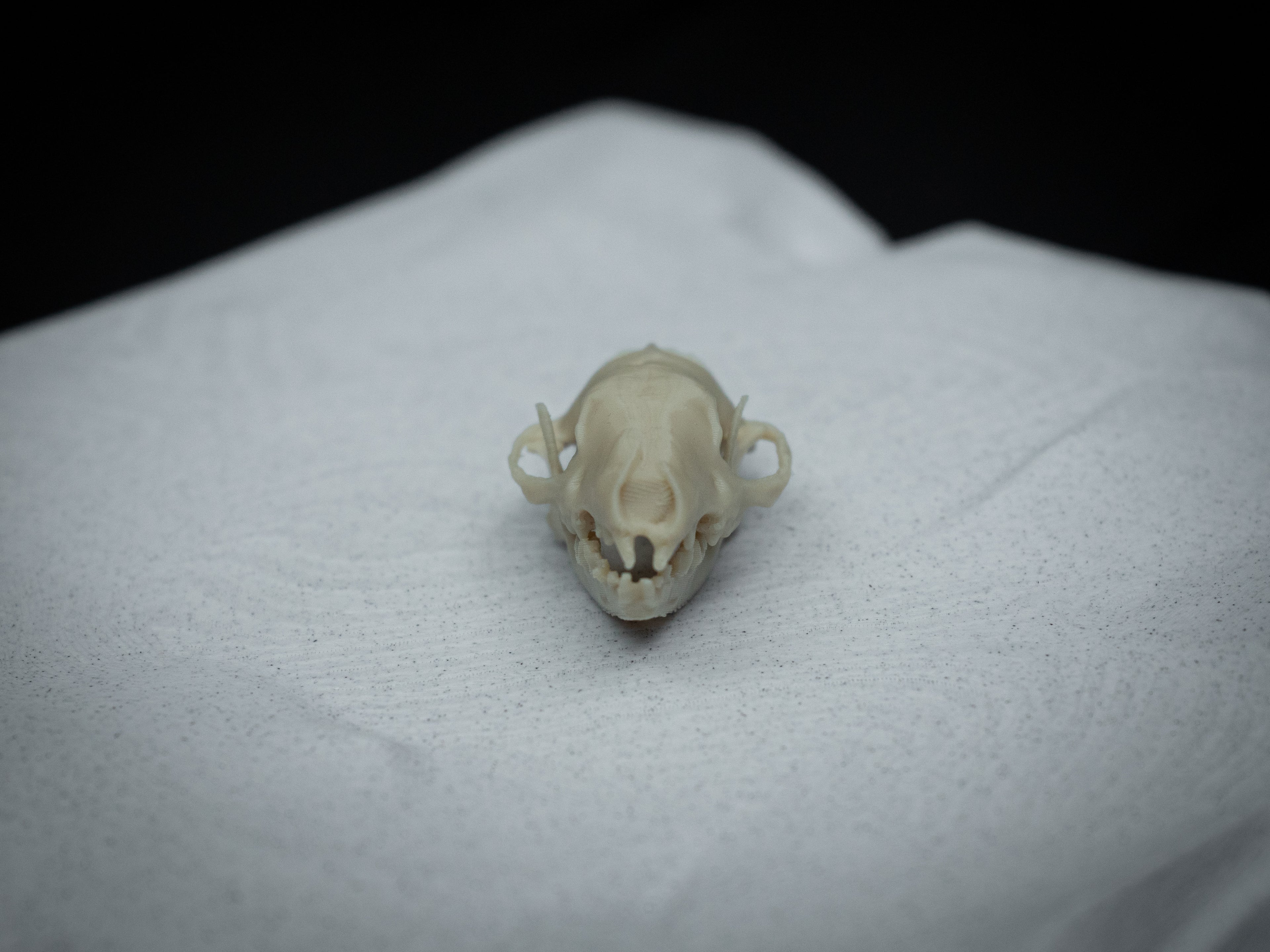 Life-Size Hedgehog Skull Replica – Realistic 3D Printed Bone Model
