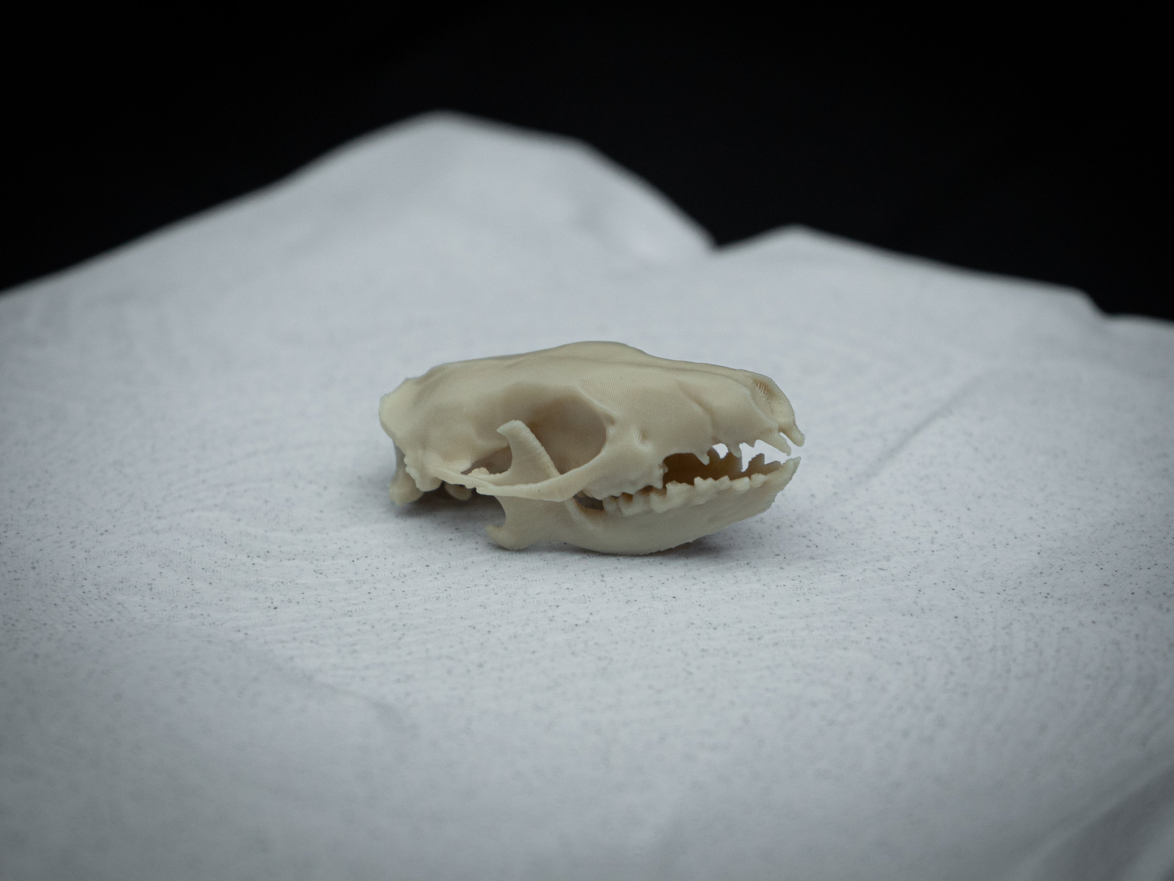 Life-Size Hedgehog Skull Replica – Realistic 3D Printed Bone Model