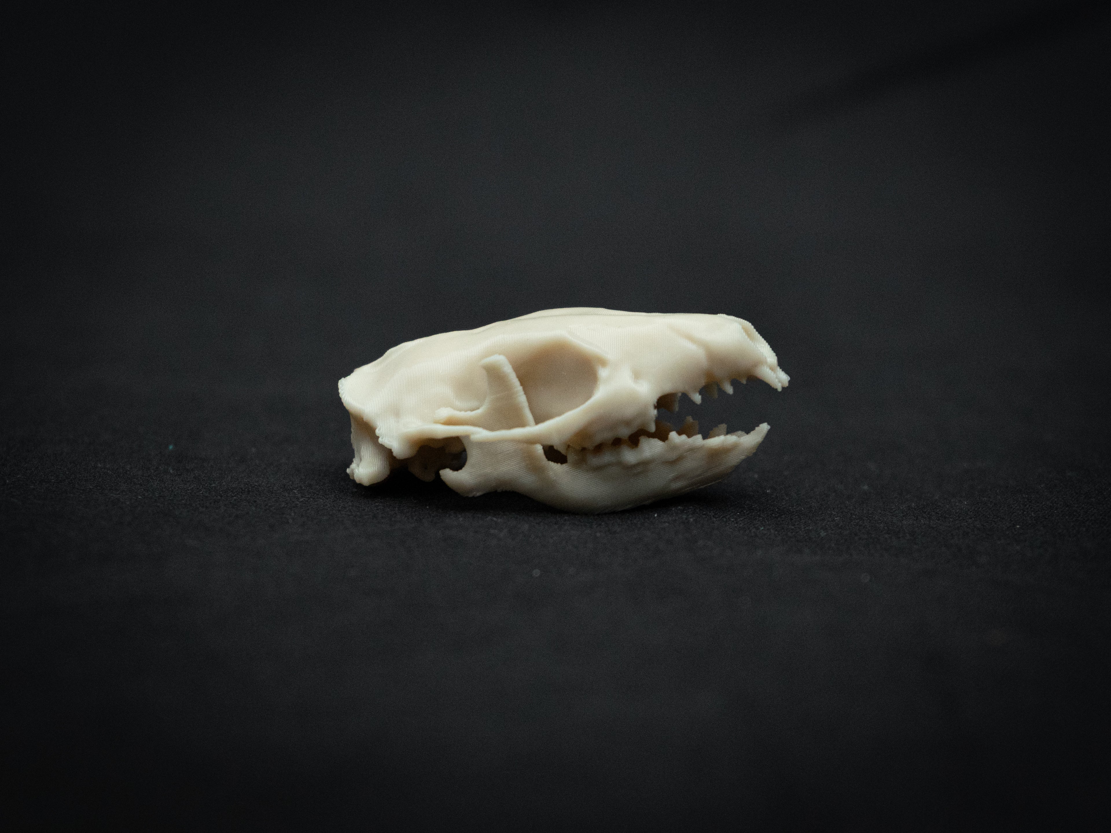 Life-Size Hedgehog Skull Replica – Realistic 3D Printed Bone Model
