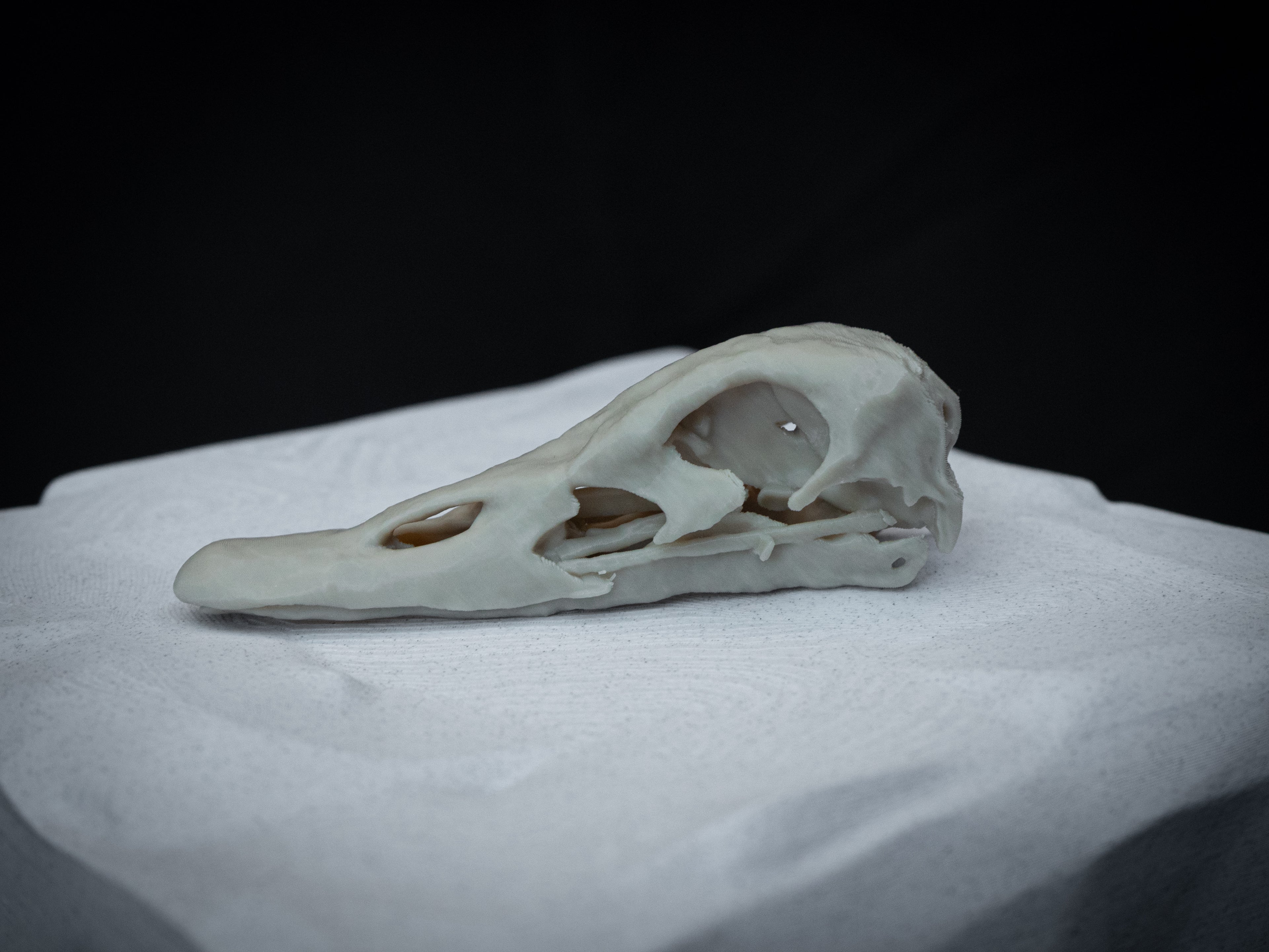 Duck Skull - Life Size 3D Print