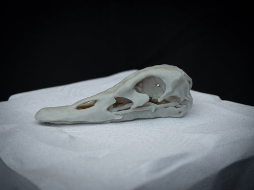 Duck Skull - Life Size 3D Print