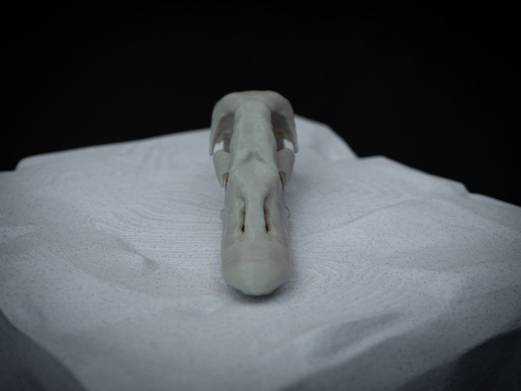 Duck Skull - Life Size 3D Print